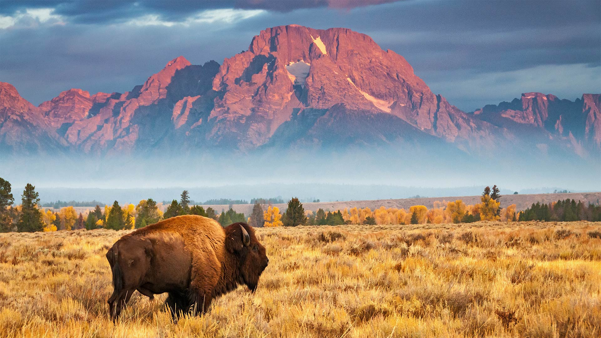 1920x1080 Bison in Grand Teton National Park, Wyoming, USA. [1920x1080]