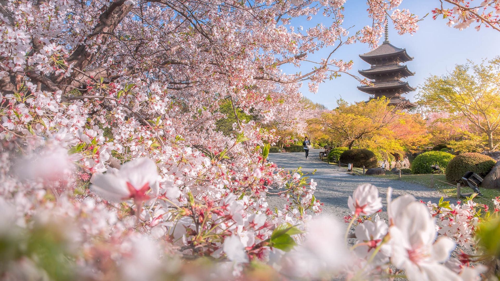 1920x1080 Toji Temple Japan Kyoto Pagoda Park With Blossom Sakura Spring Flower HD Travel Wallpaper