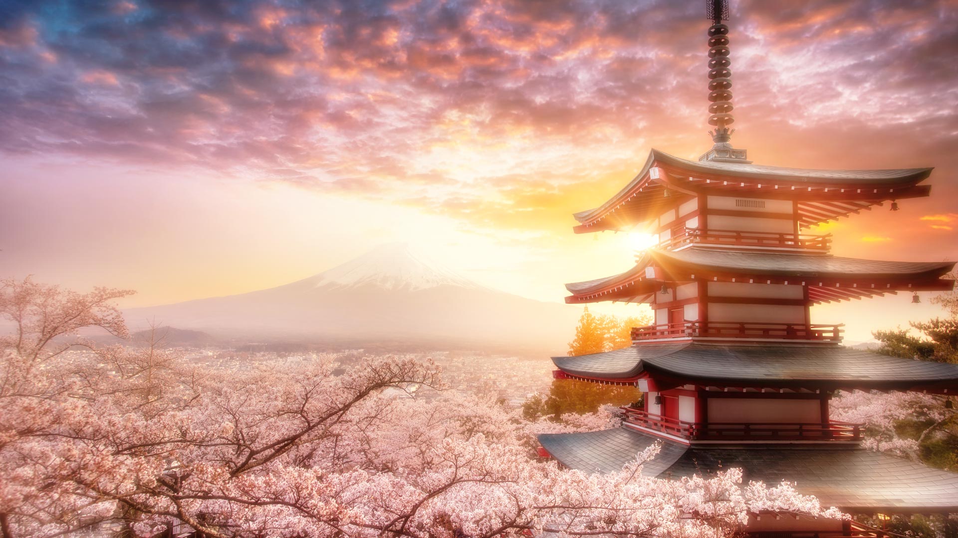 1920x1080 Atami Sakura Guide: Japan's Earliest Cherry Blossom You Can See in Win