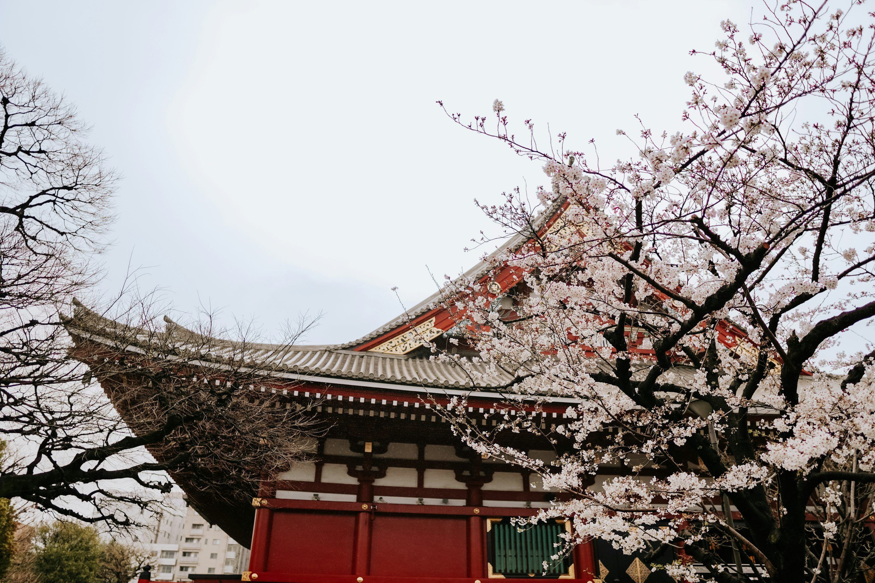 3000x2000 Cherry blossoms frame a traditional asian building. photo