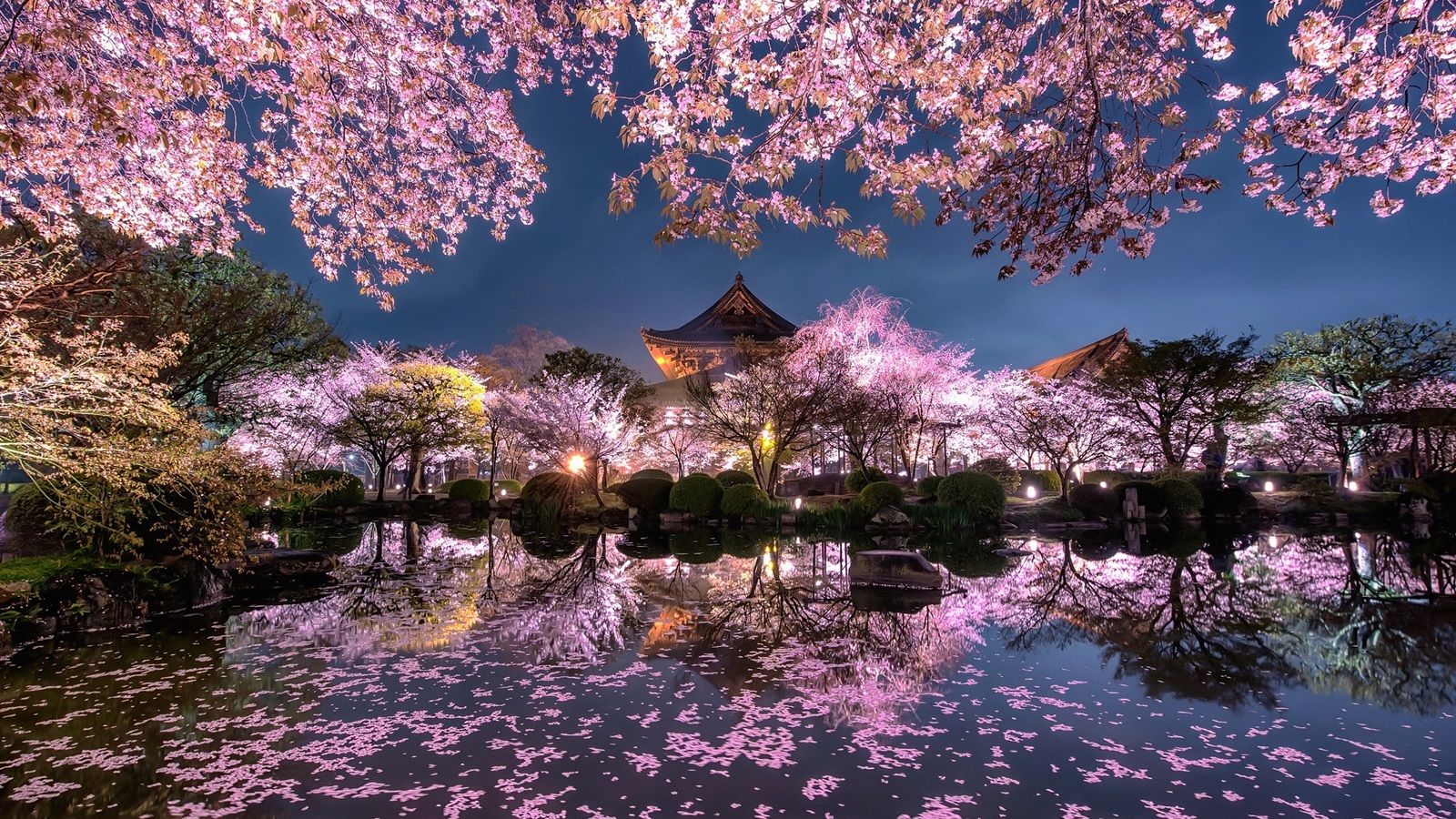 1600x900 Wallpaper Japan, sakura, trees, pink flowers, night, pond, temple, garden 1920x1200 Picture, Image