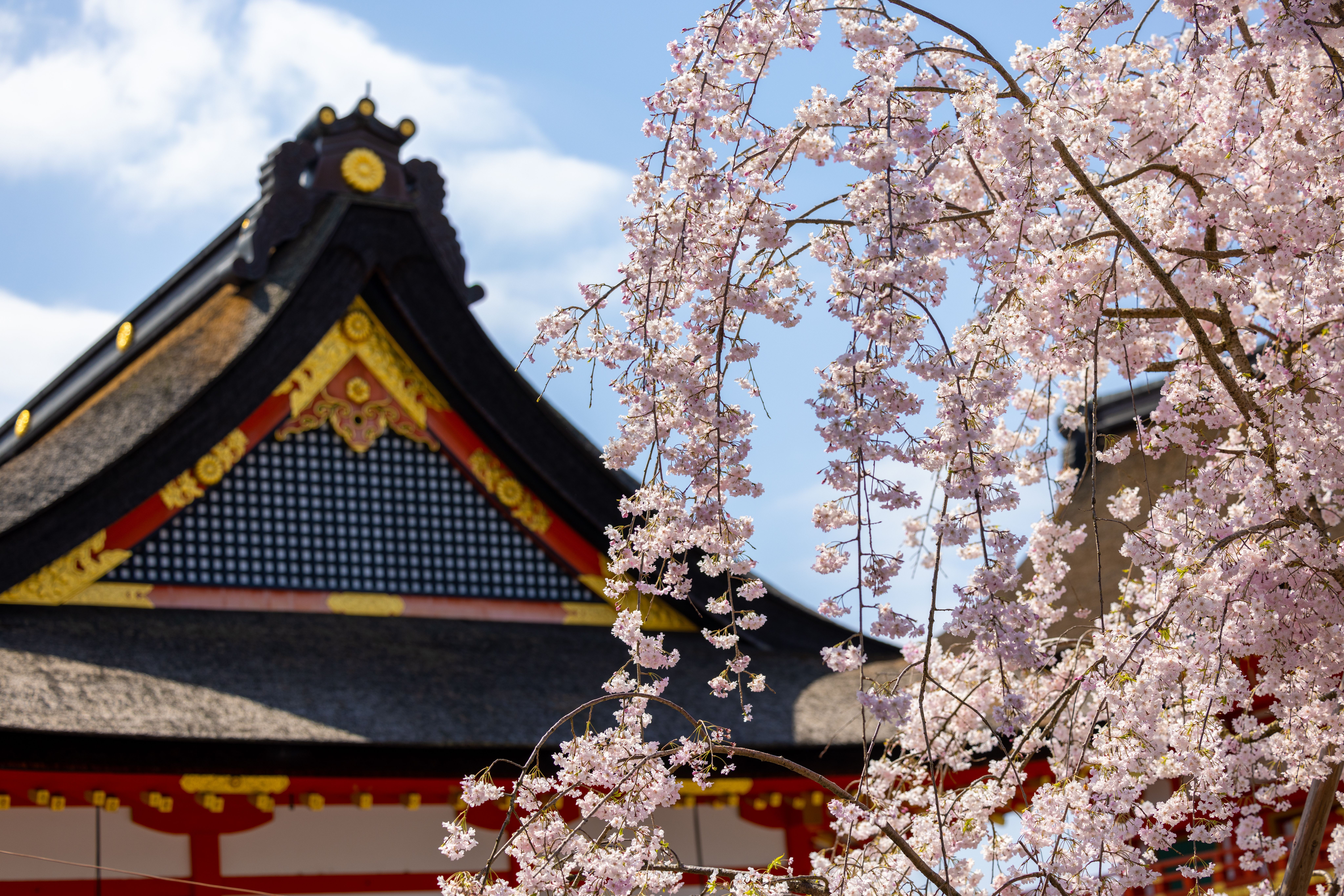 8192x5464 Traditional Japanese Temple with Sakura Blossoms · Free