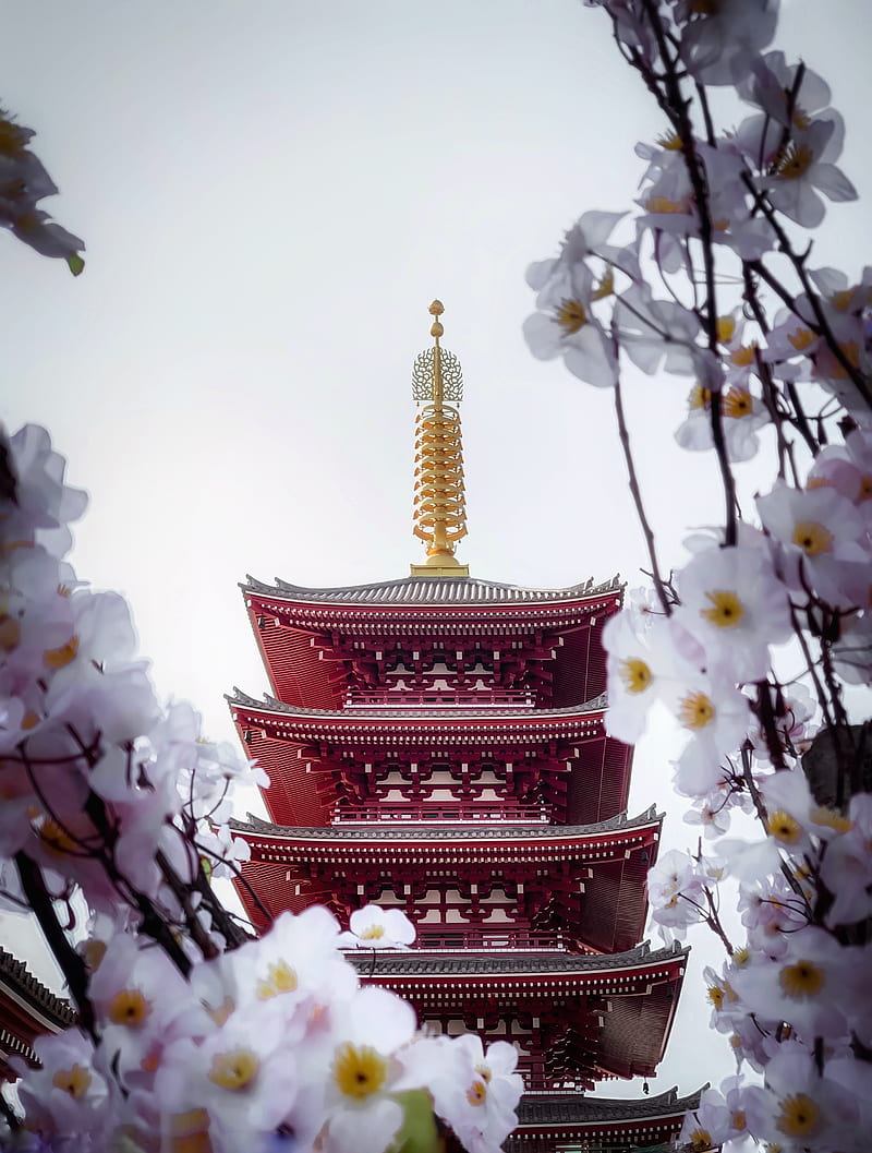 800x1057 Pagoda, building, sakura, temple, flowers, HD phone wallpaper