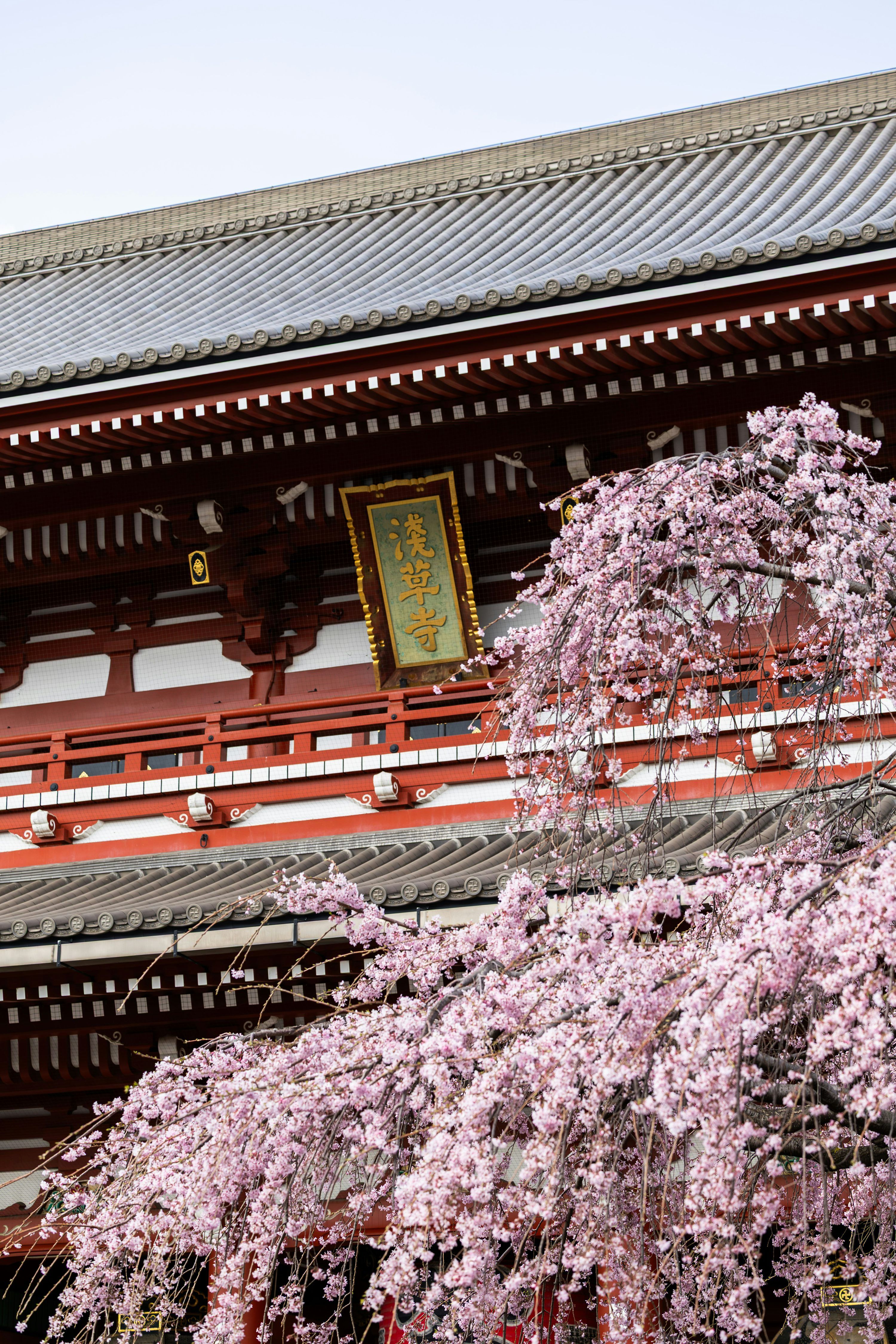 3000x4500 Traditional japanese temple with blooming cherry blossoms. photo