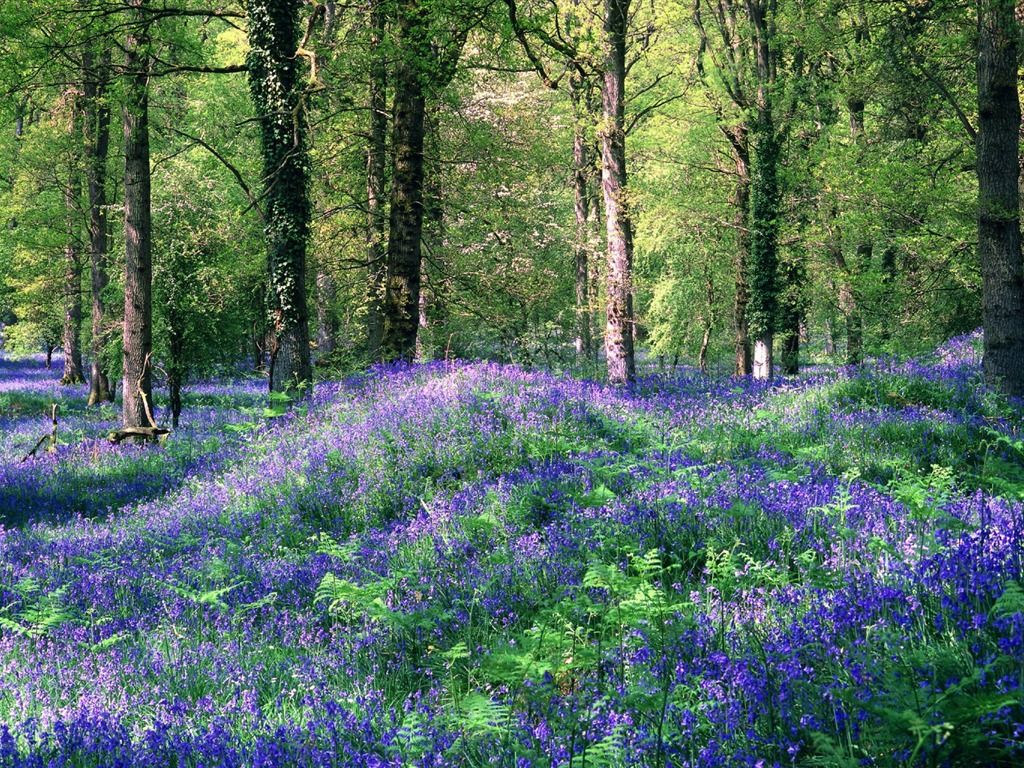 1024x768 United Kingdom Royal Forest Dean Hyacinth Wallpaper