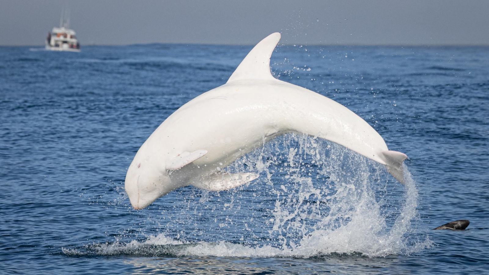 1600x900 Rare white dolphin