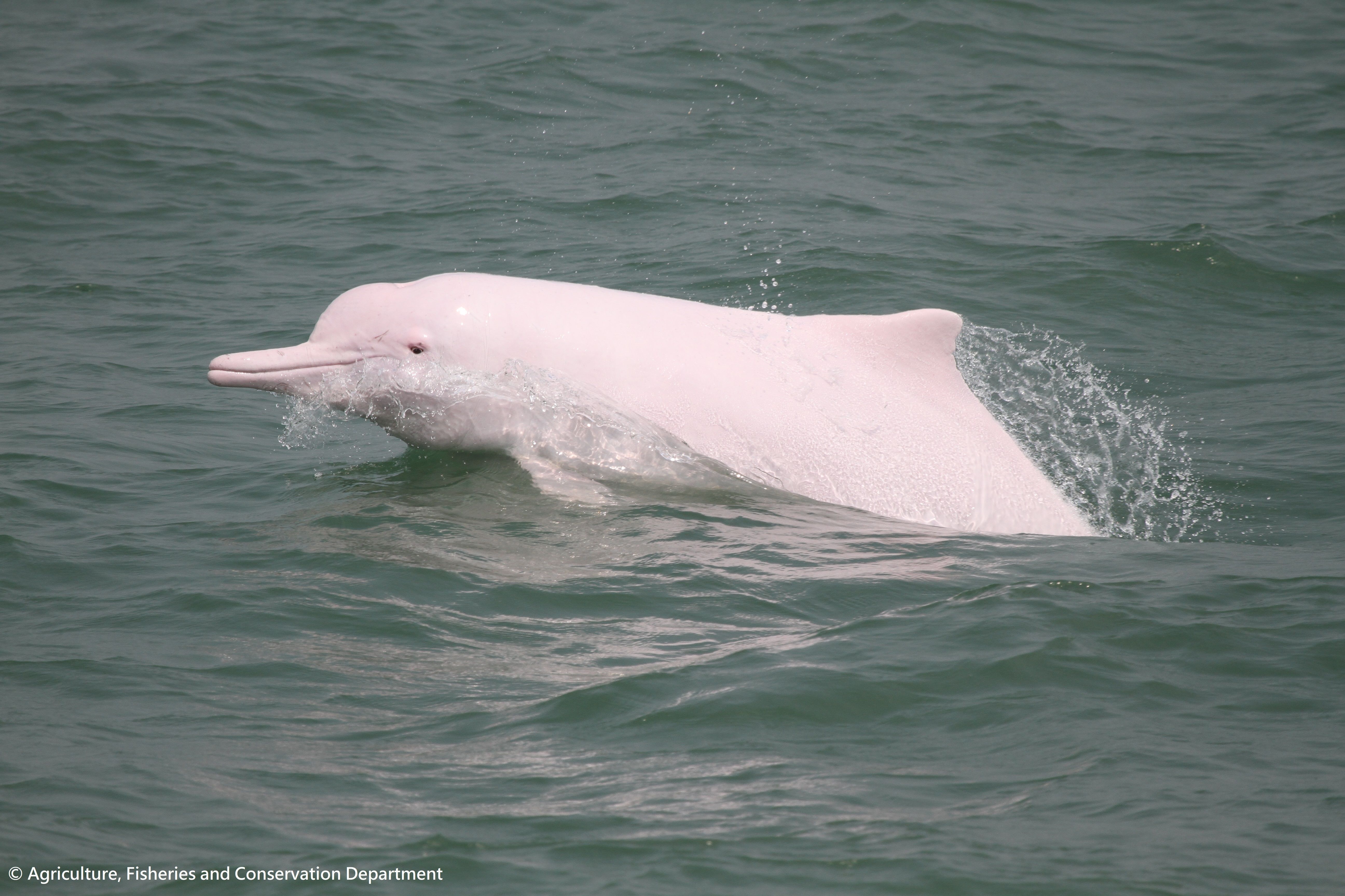 5184x3456 Agriculture, Fisheries and Conservation Department Conservation White Dolphin