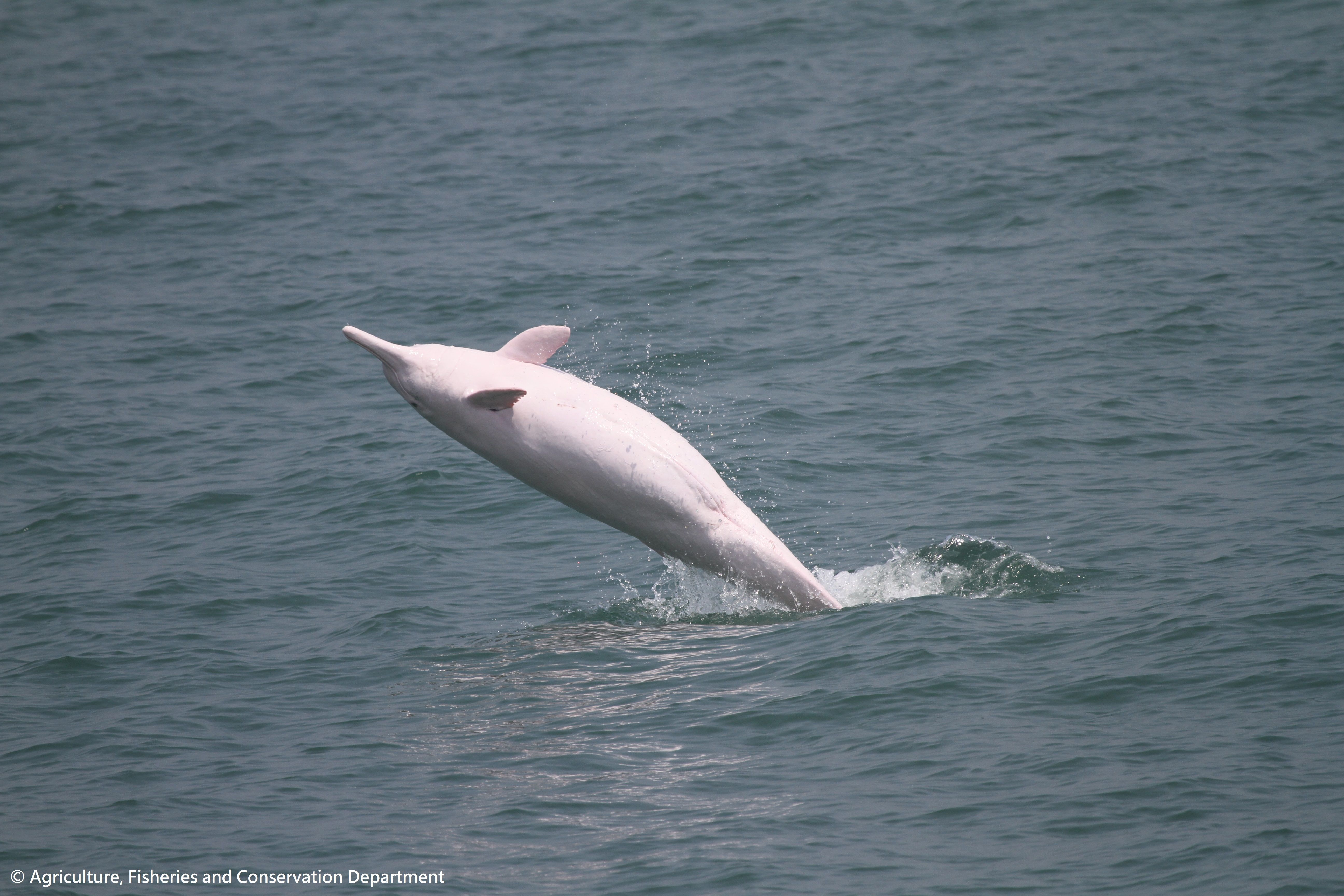 5184x3456 Agriculture, Fisheries and Conservation Department Conservation White Dolphin