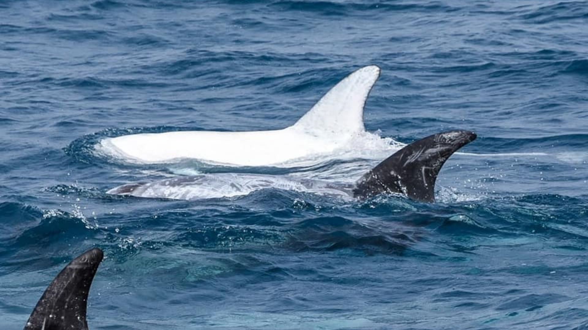 1920x1080 Rare leucistic Rissos dolphin spotted in off California coast