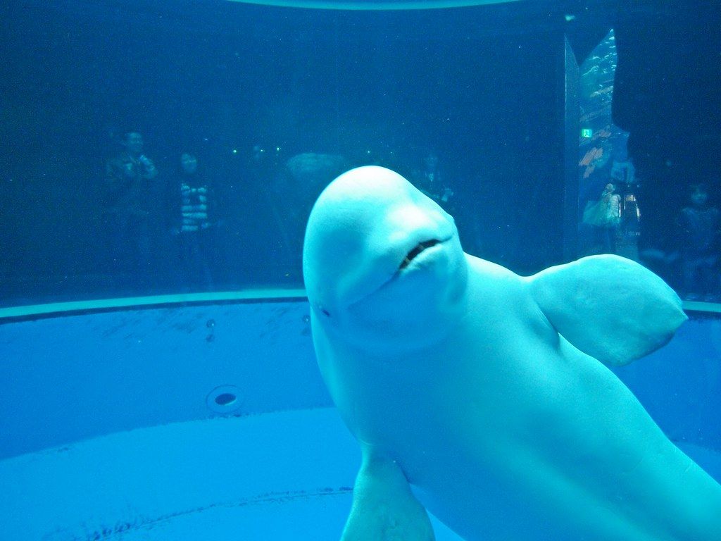1024x768 Cute white Dolphin. Cute white Dolphin. Photo at Japan