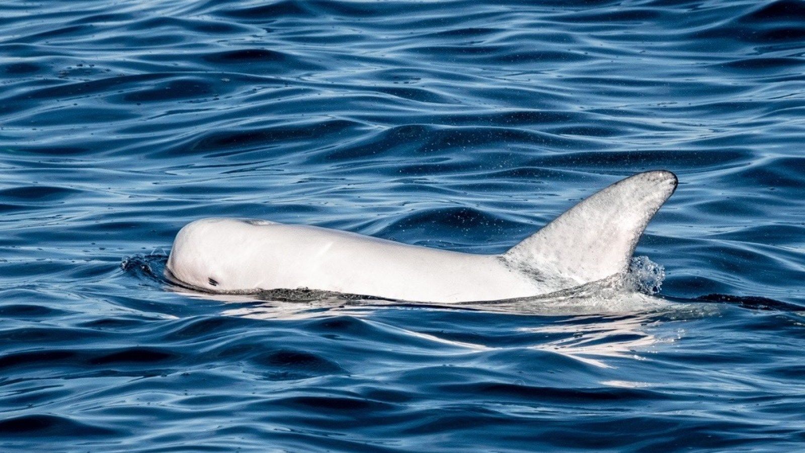 1600x900 Rare, Pure White Risso's Dolphin 'a Show Stopper' With Pod Off Southern California