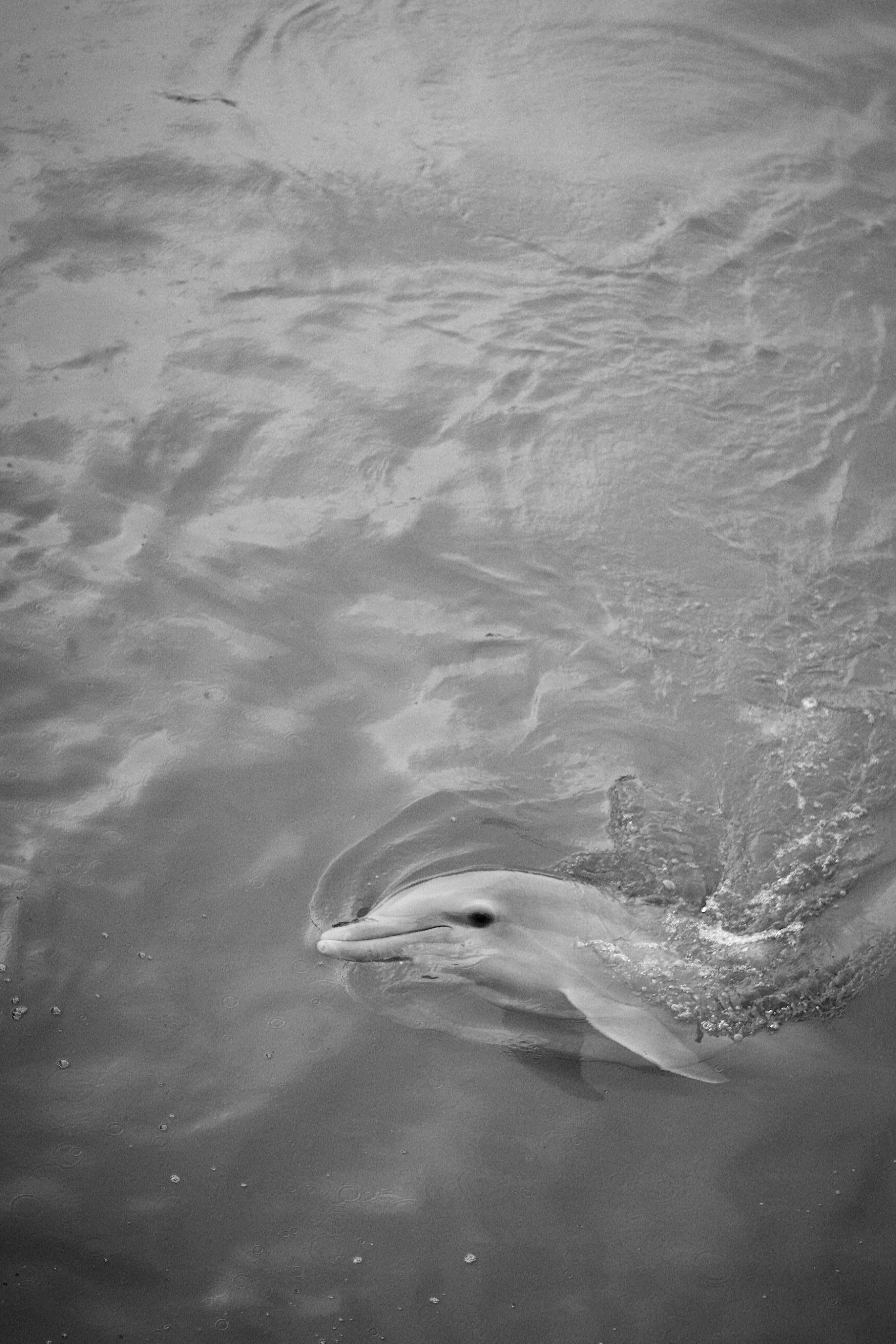 2731x4096 Monochrome Dolphin Swimming in Water Surface · Free
