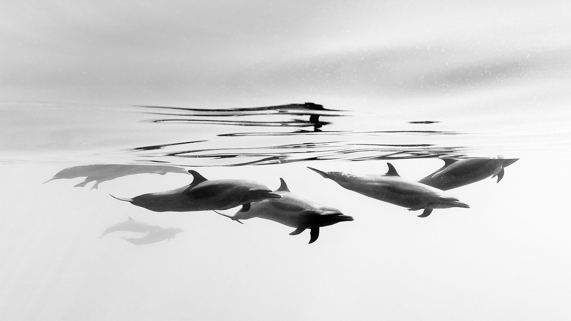 1920x1080 Bing image: A day for the dolphins Wallpaper Gallery