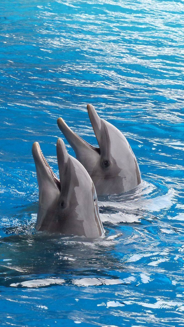 736x1308 Dolphins, couple, duet, water wallpaper, background