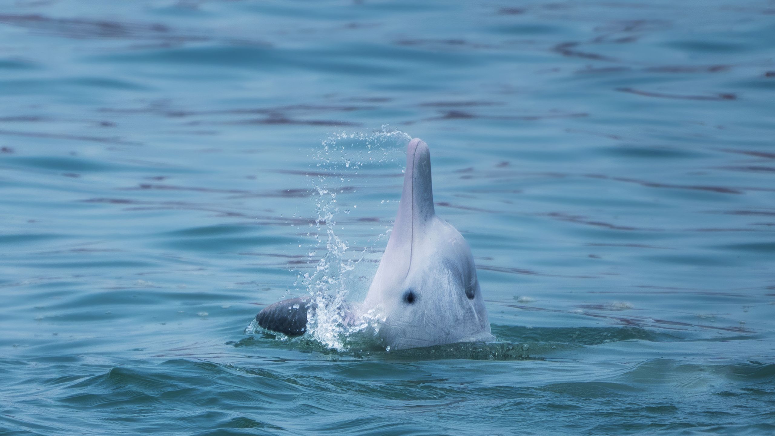 2560x1440 Hong Kong DolphinWatch Tour