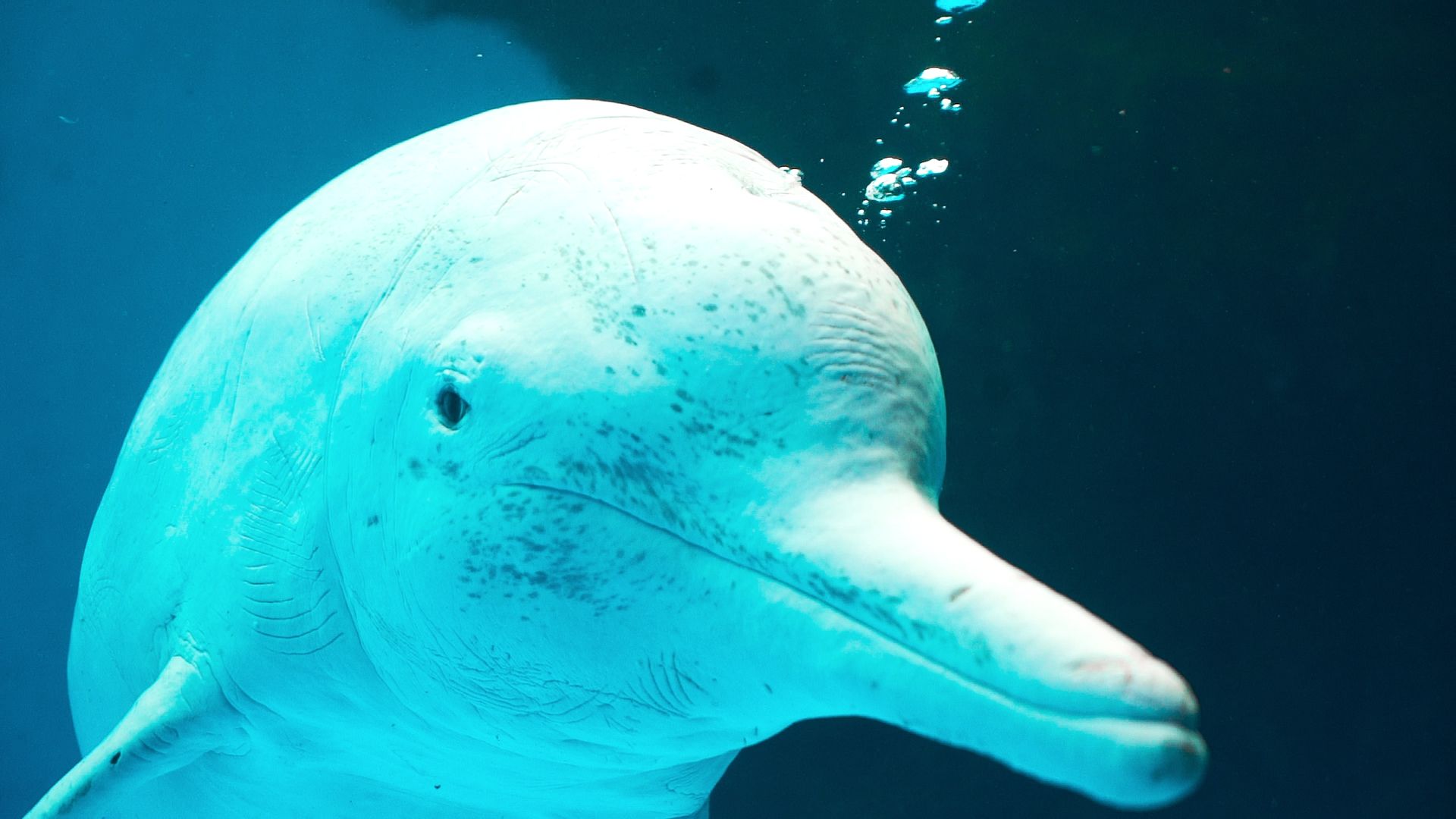 1920x1080 Southern Lingnan series: Chinese white dolphin
