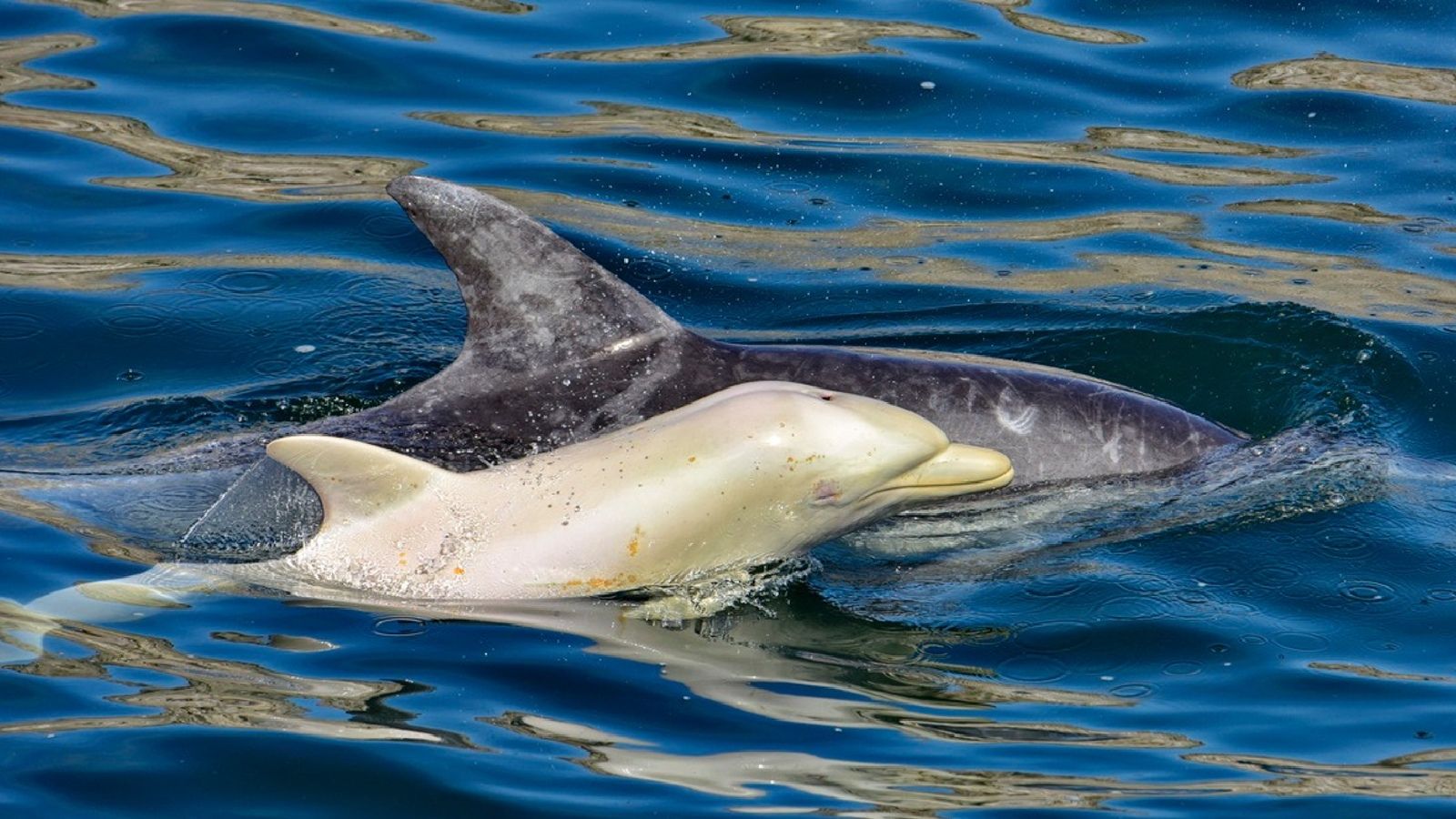 1600x900 Extremely rare albino dolphin spotted in Africa, possibly for the 1st time ever