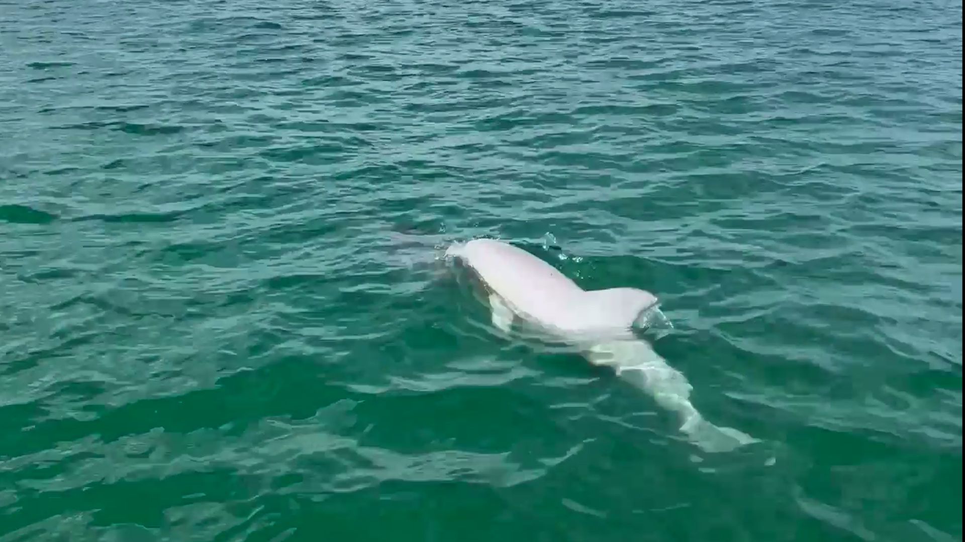 1920x1080 Rare white dolphin spotted swimming near Clearwater Causeway
