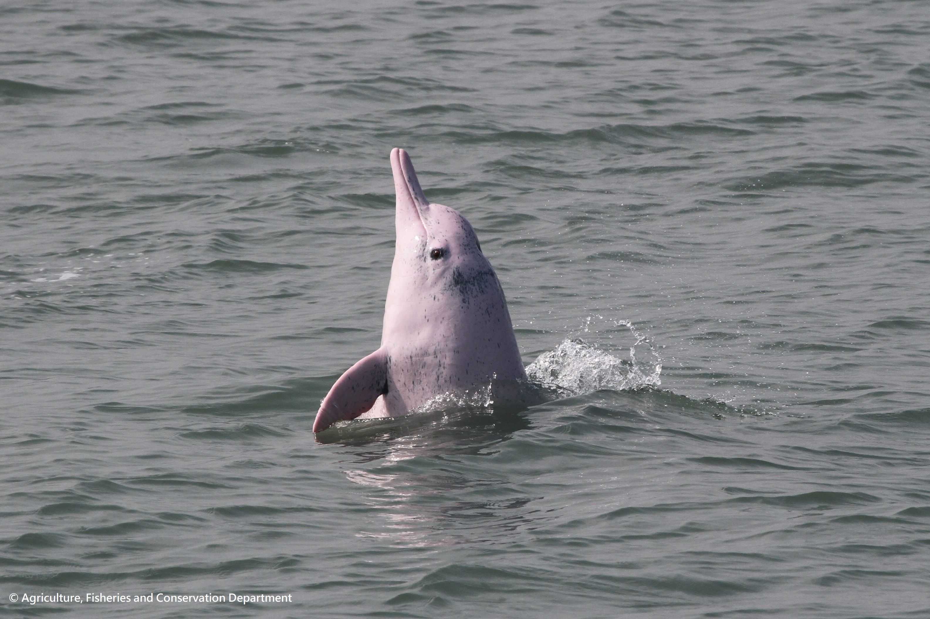 3170x2112 Agriculture, Fisheries and Conservation Department Conservation White Dolphin