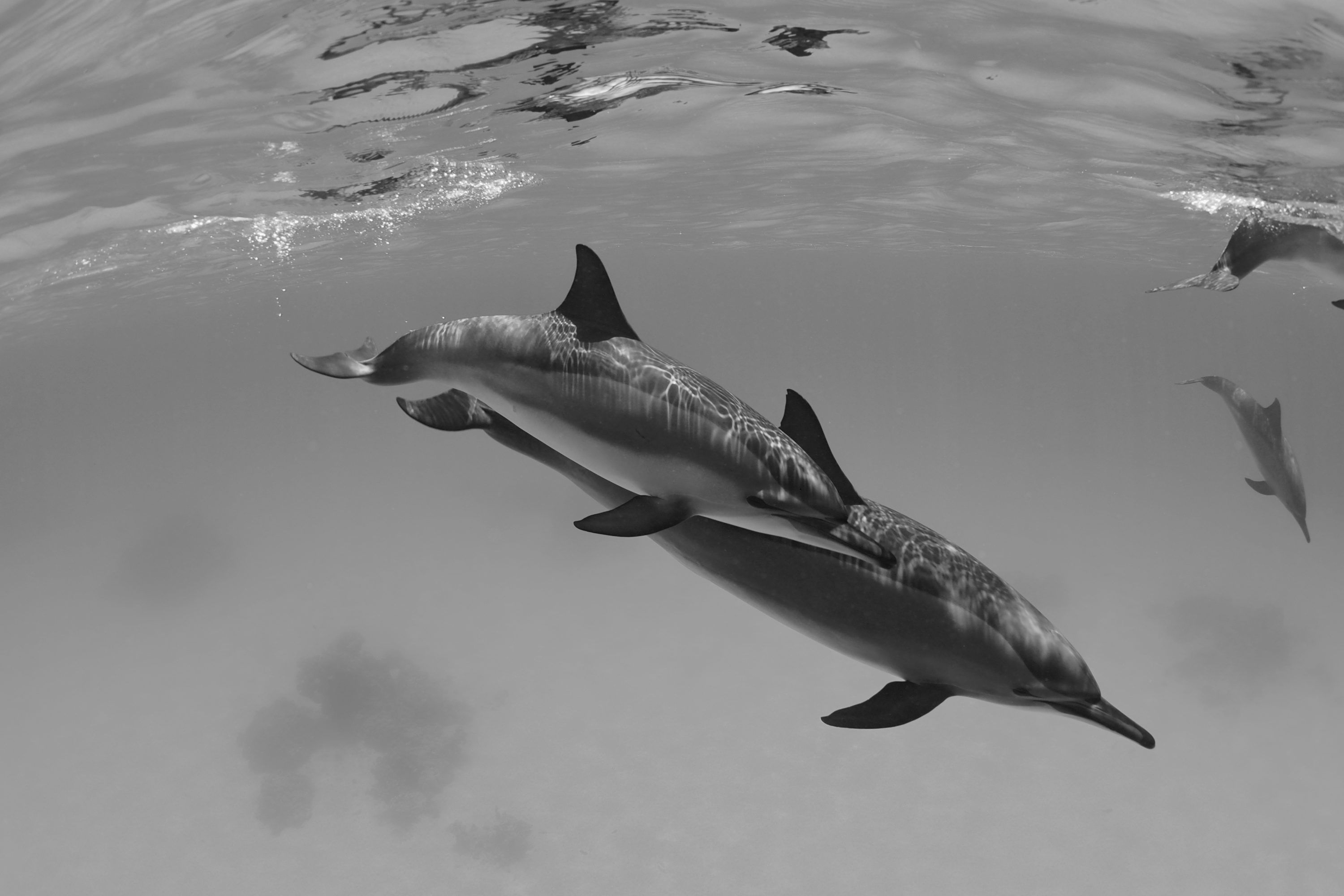 3000x2000 Dolphin swimming under water photo