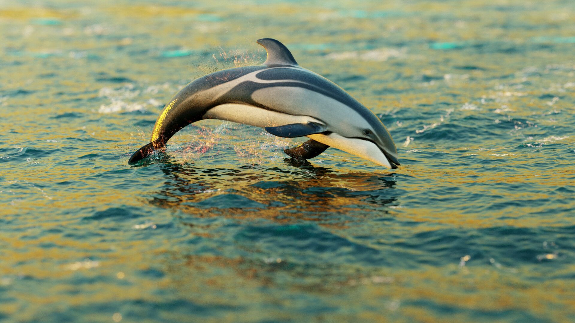1920x1080 Pacific White Sided Dolphin