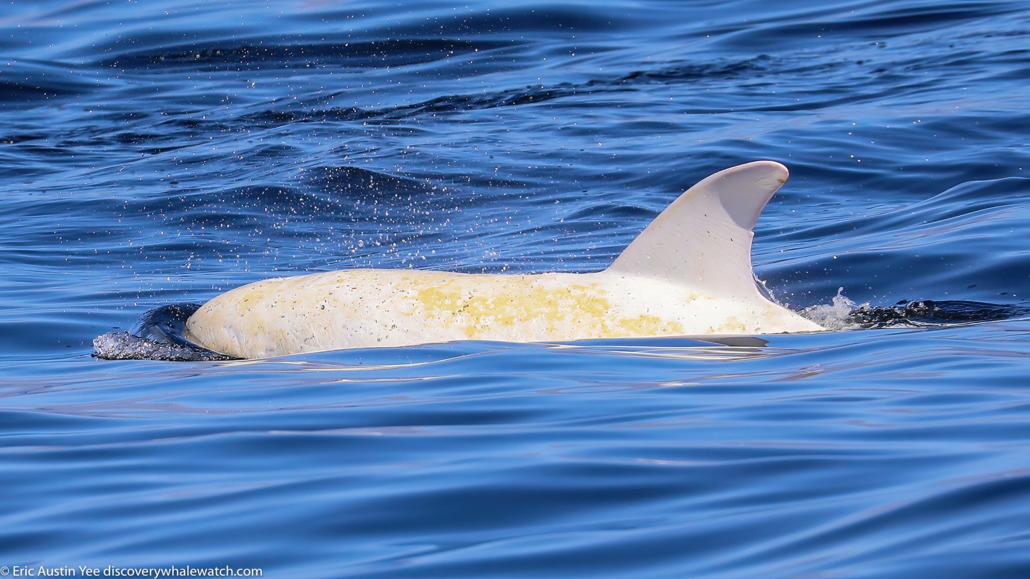 2048x1152 Everyone Likes To See Casper': Lucky Whale Watchers Spot Snow White Dolphin In Monterey Bay