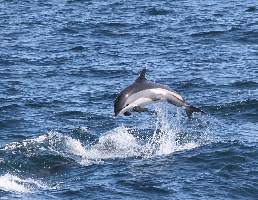1024x795 Atlantic White Sided Dolphin Wallpaper