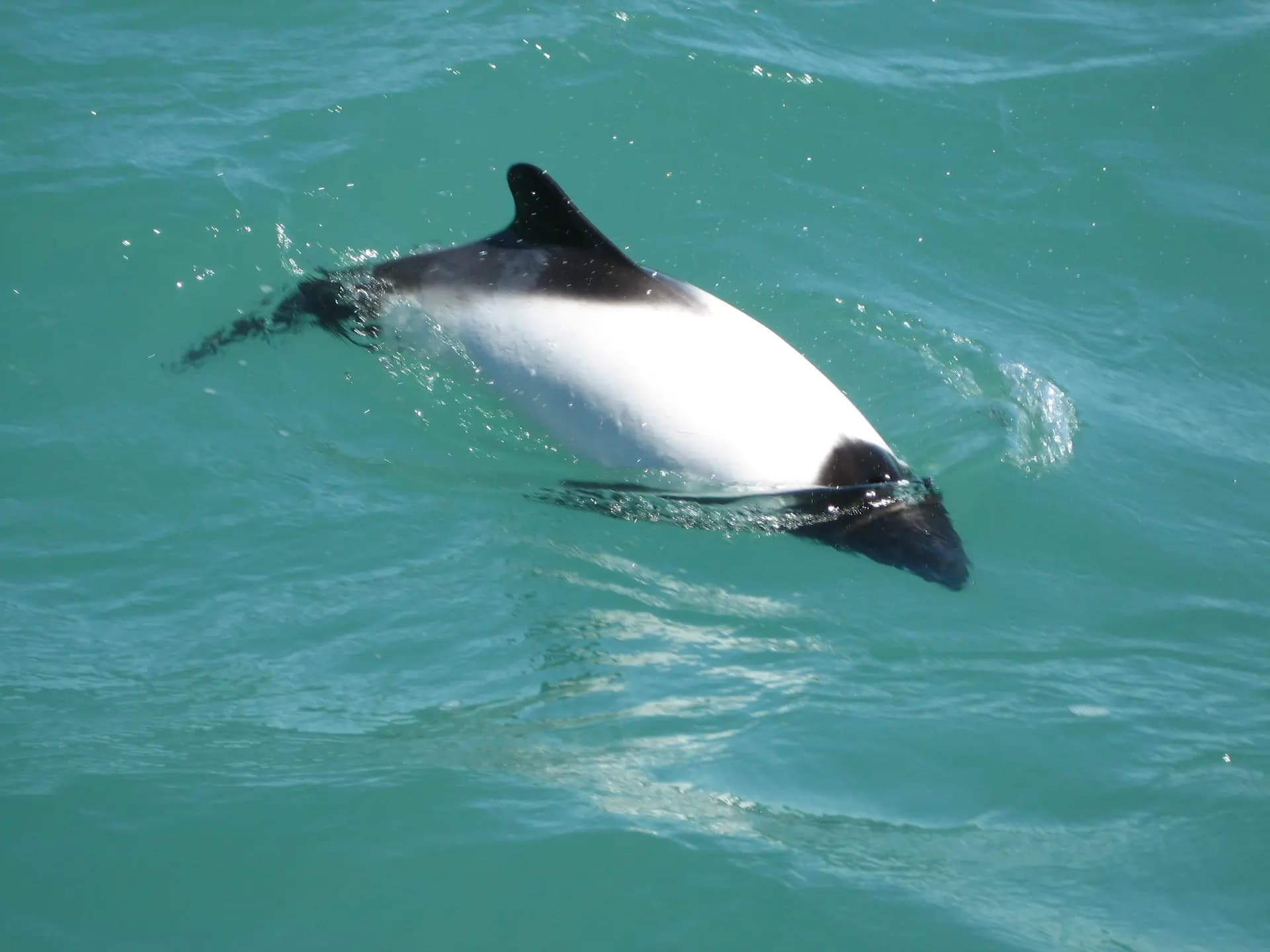 1920x1440 Commerson's Dolphin
