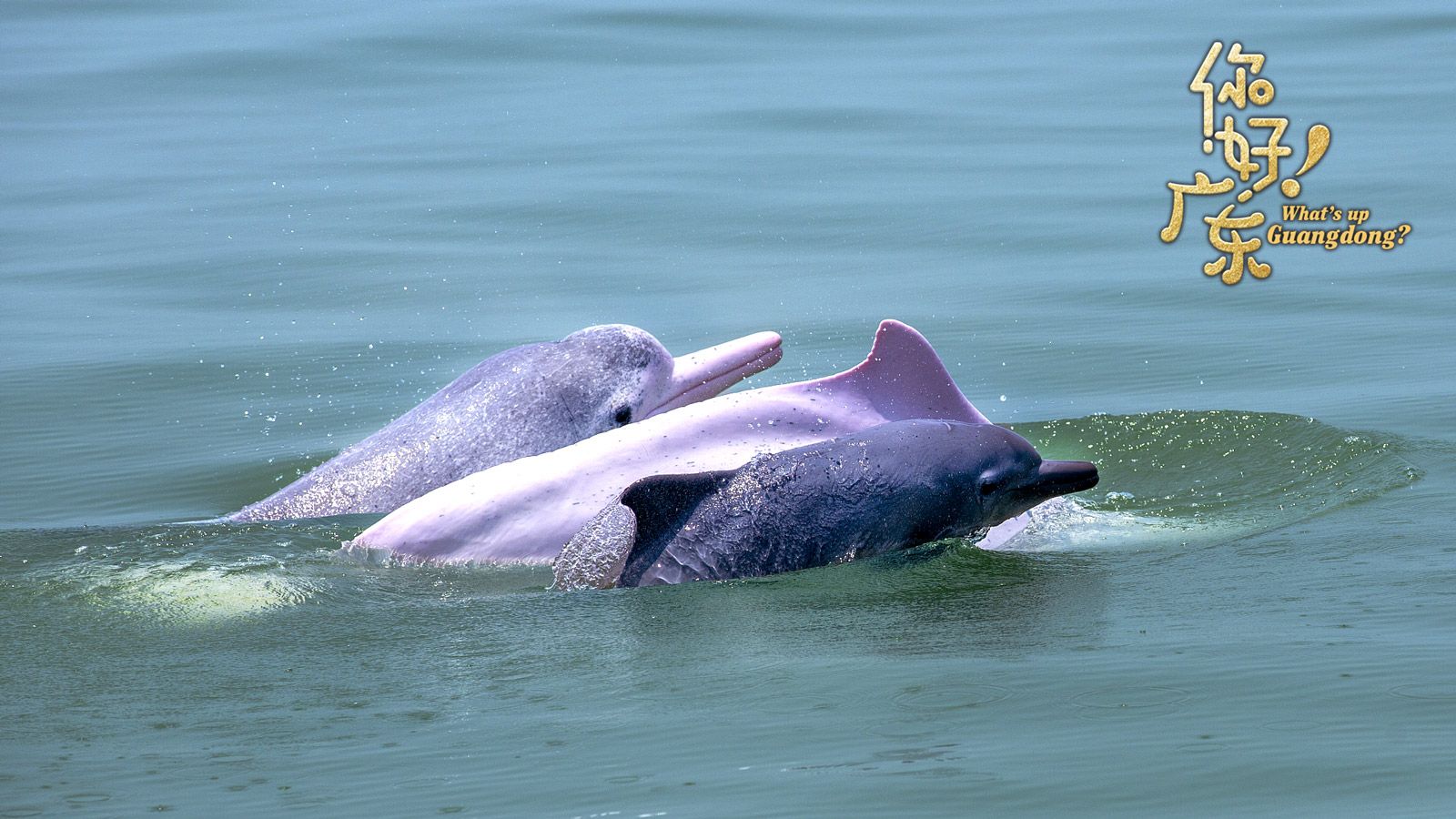 1600x900 Chinese white dolphins frolic in S China's coastal waters