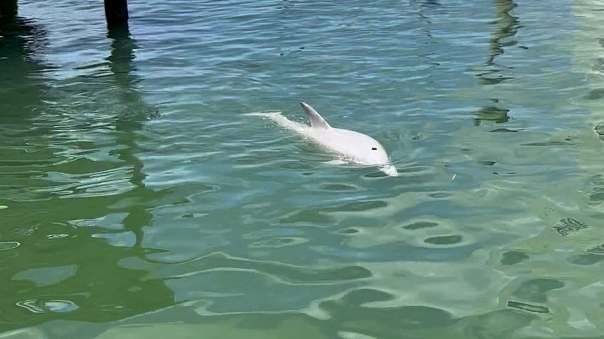 1920x1080 Watch: Rare white dolphin swims through Clearwater canal