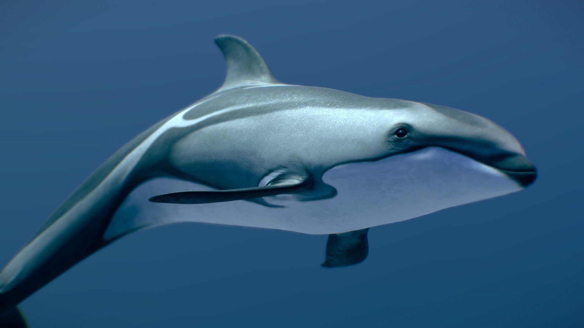 1920x1080 Pacific White Sided Dolphin Model By Nestaeric [5abed52]