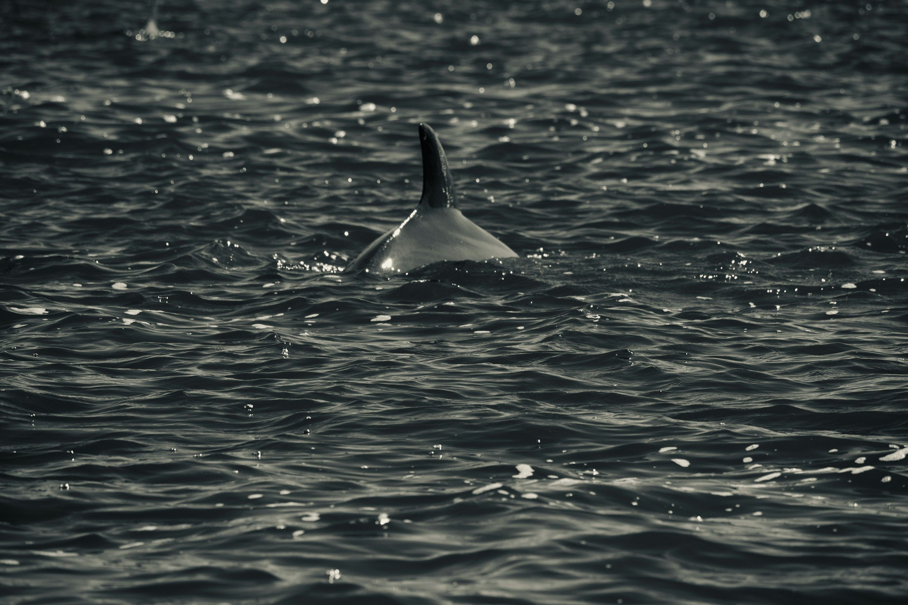 3000x2000 A black and white photo of a dolphin swimming in the ocean photo