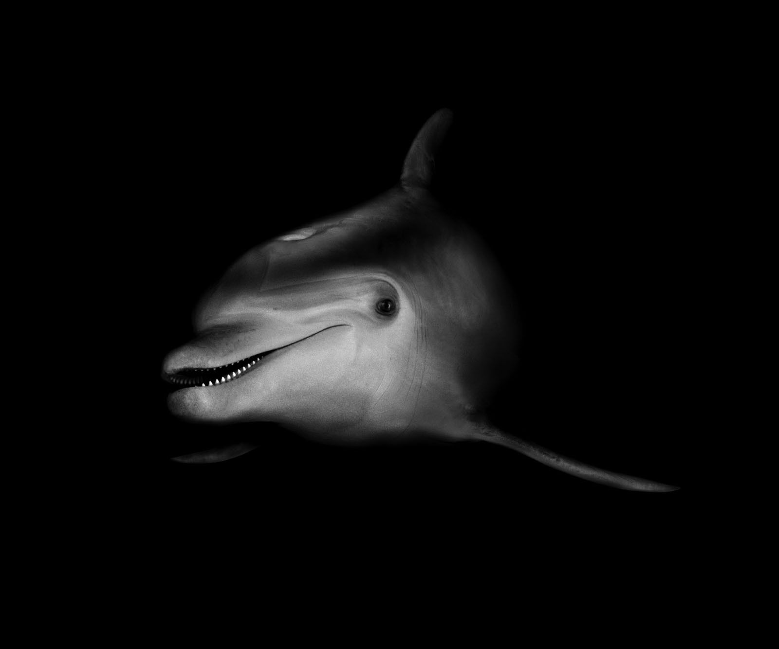 1600x1334 Wallpaper dolphins, black and white for mobile and desktop, section животные, resolution 1600x1334