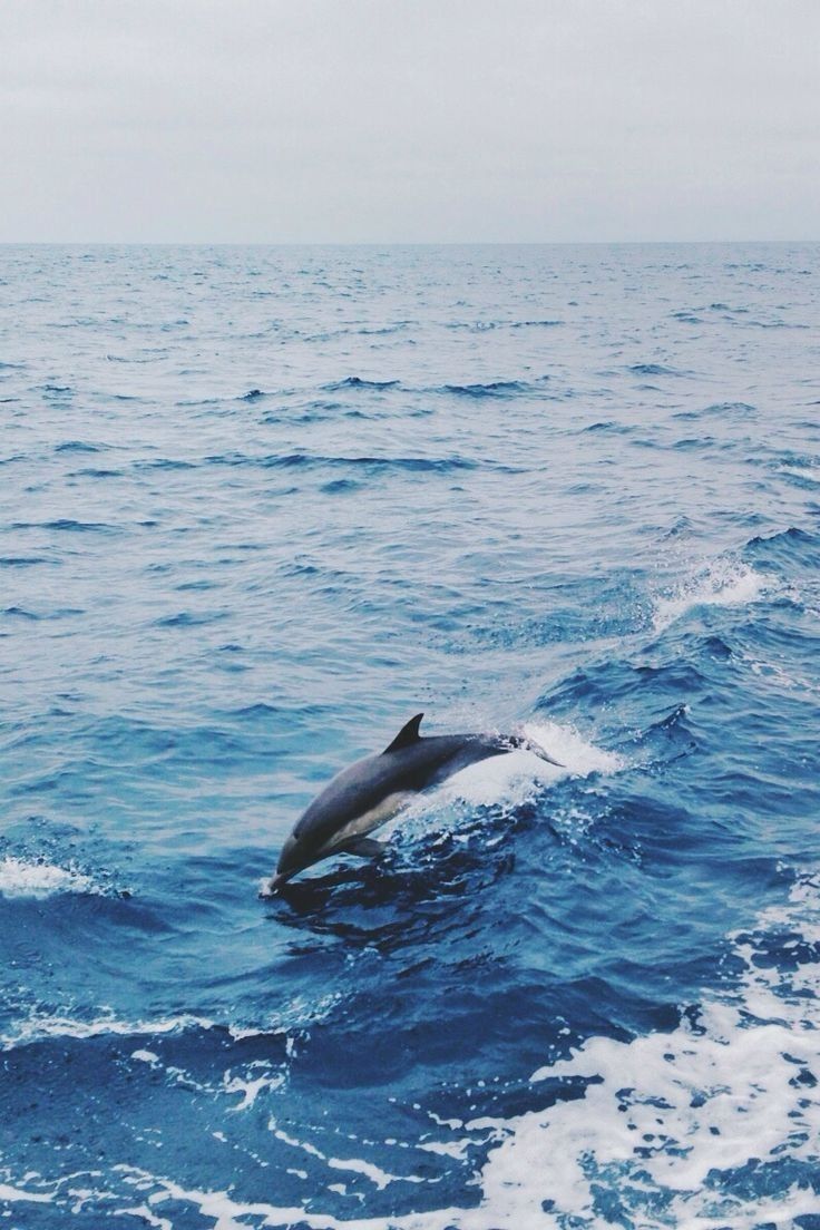 736x1104 Playful Dolphin Jumping Out of the Water. Blue ocean wildlife, Jumping dolphin on white, Dolphin jumping wallpaper
