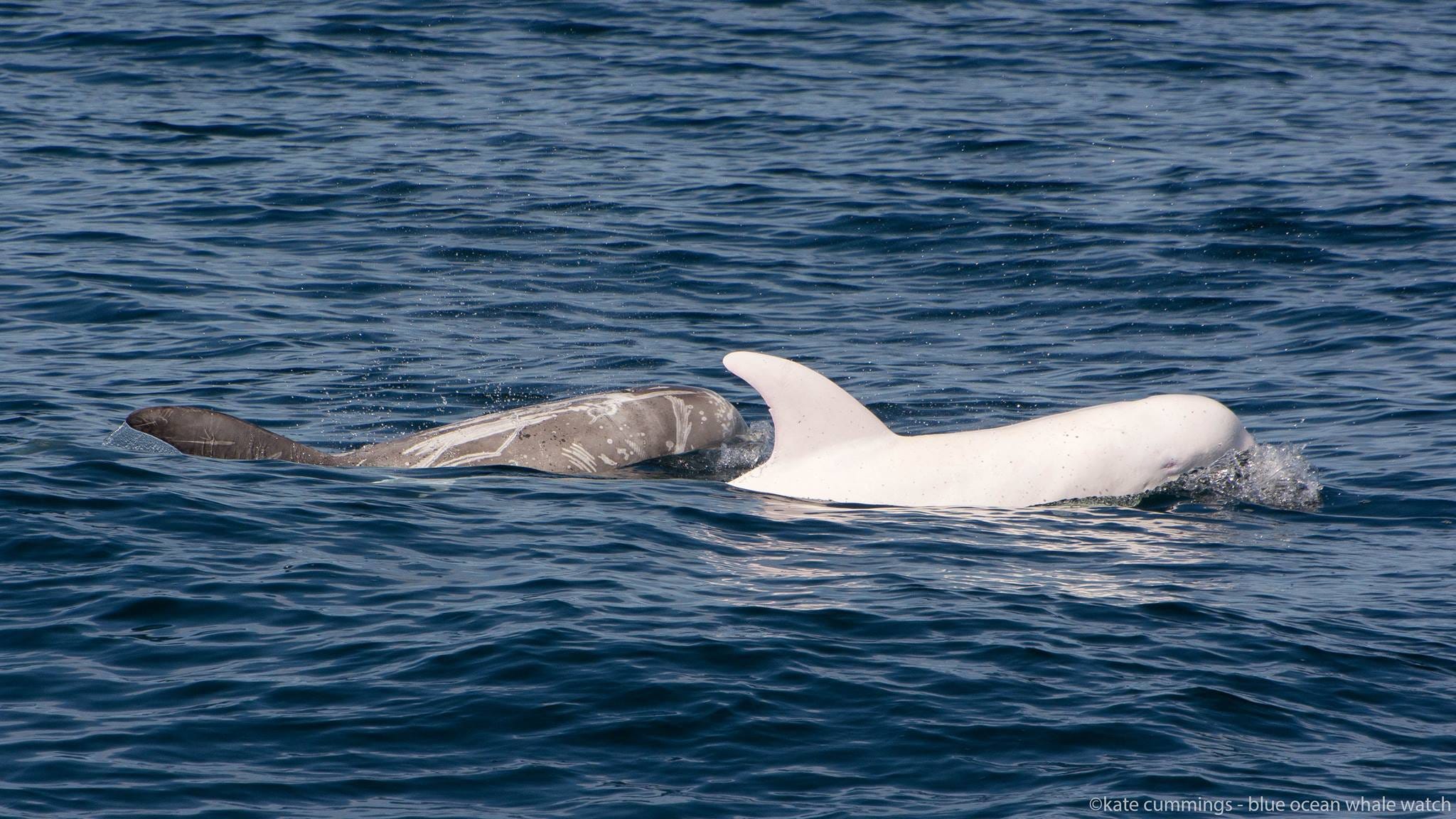 2048x1152 Extremely rare white dolphin steals spotlight in California bay