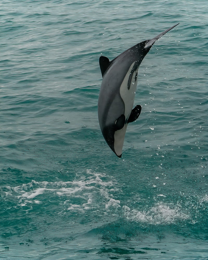 800x1000 Whiteheaded dolphin, dolphin, animal, splash, HD phone wallpaper