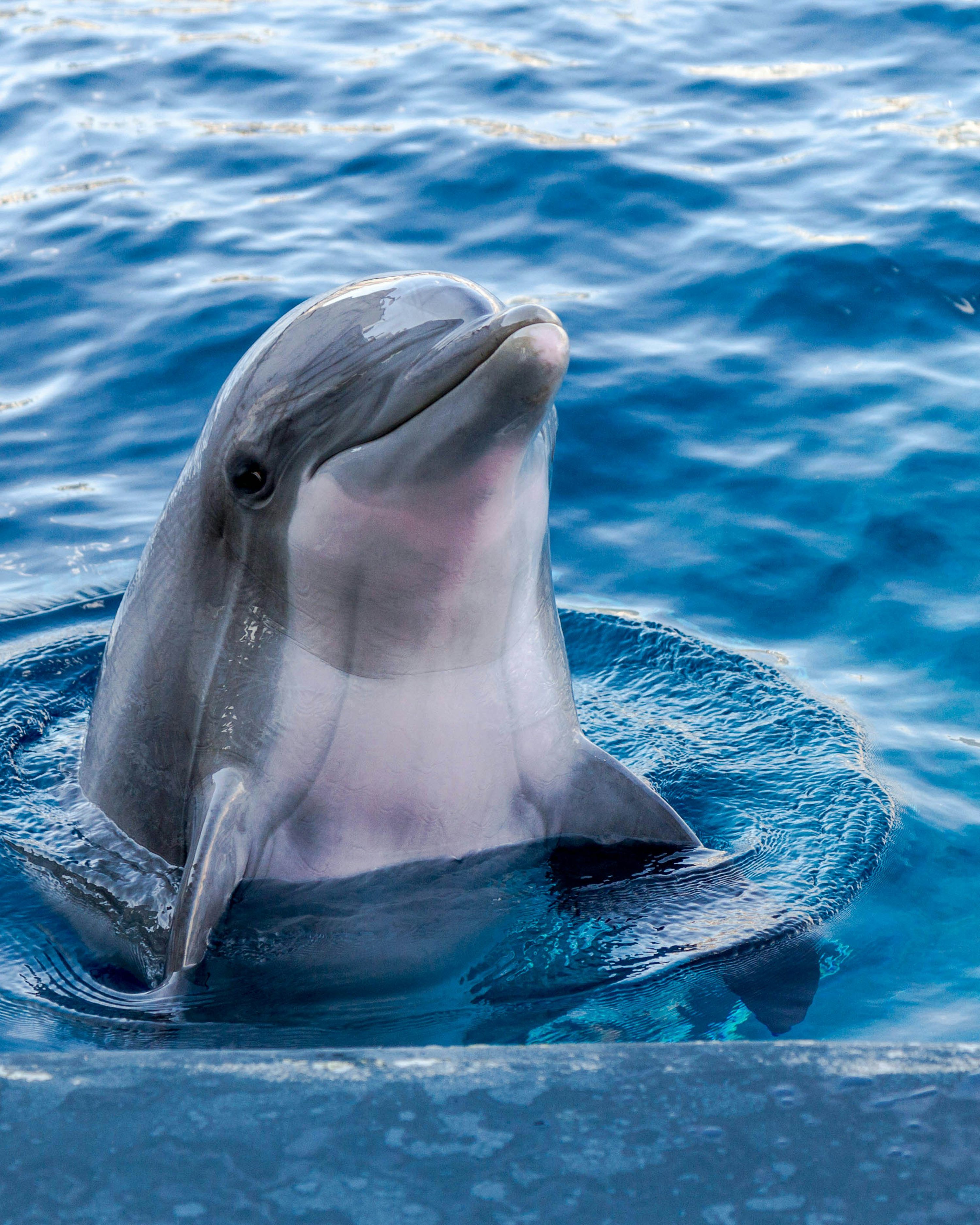 3000x3749 Dolphin Picture. Download Free Image