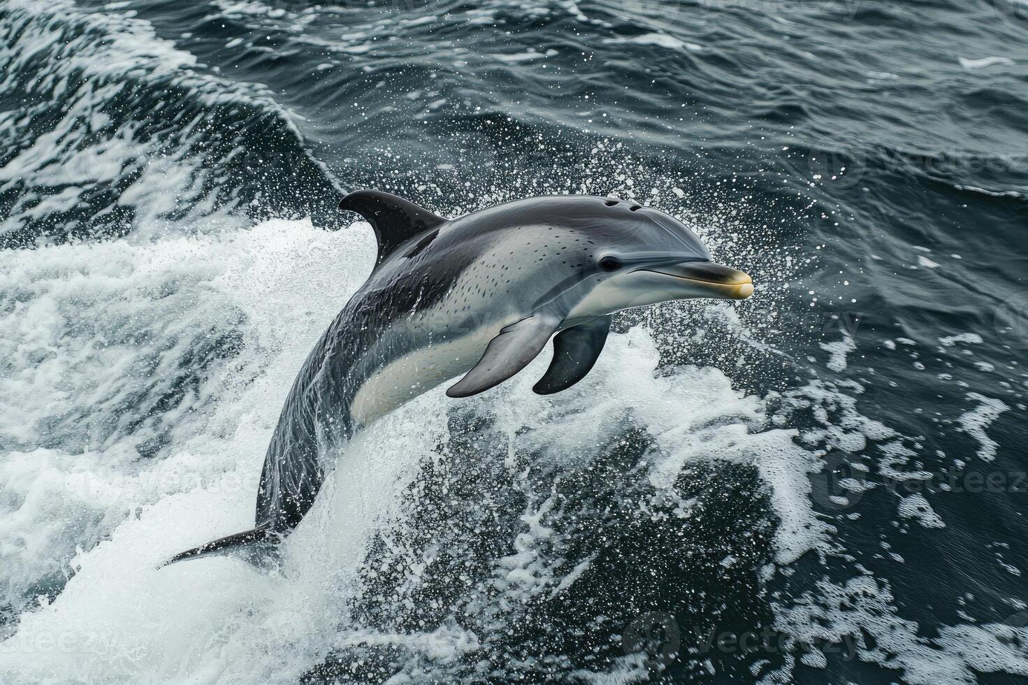 1471x980 Dolphin Jumping Over Waves in Crystal Clear Water
