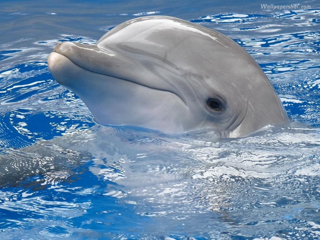 1024x768 3D Wallpaper. Nature Wallpaper. Free Download Wallpaper: Dolphins Wallpaper
