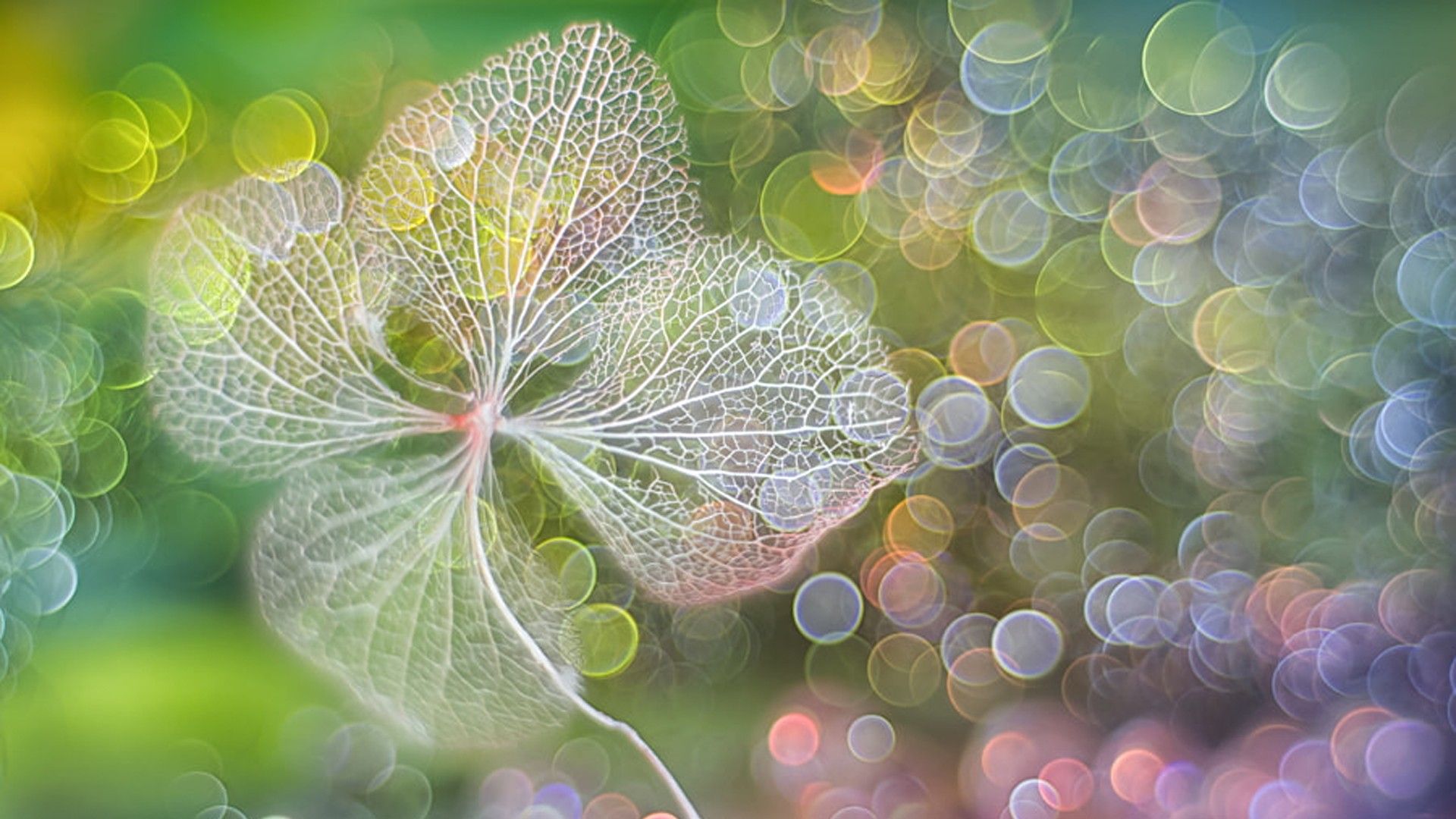 1920x1080 White Leaf In Colorful Bokeh Background HD Photography Wallpaper