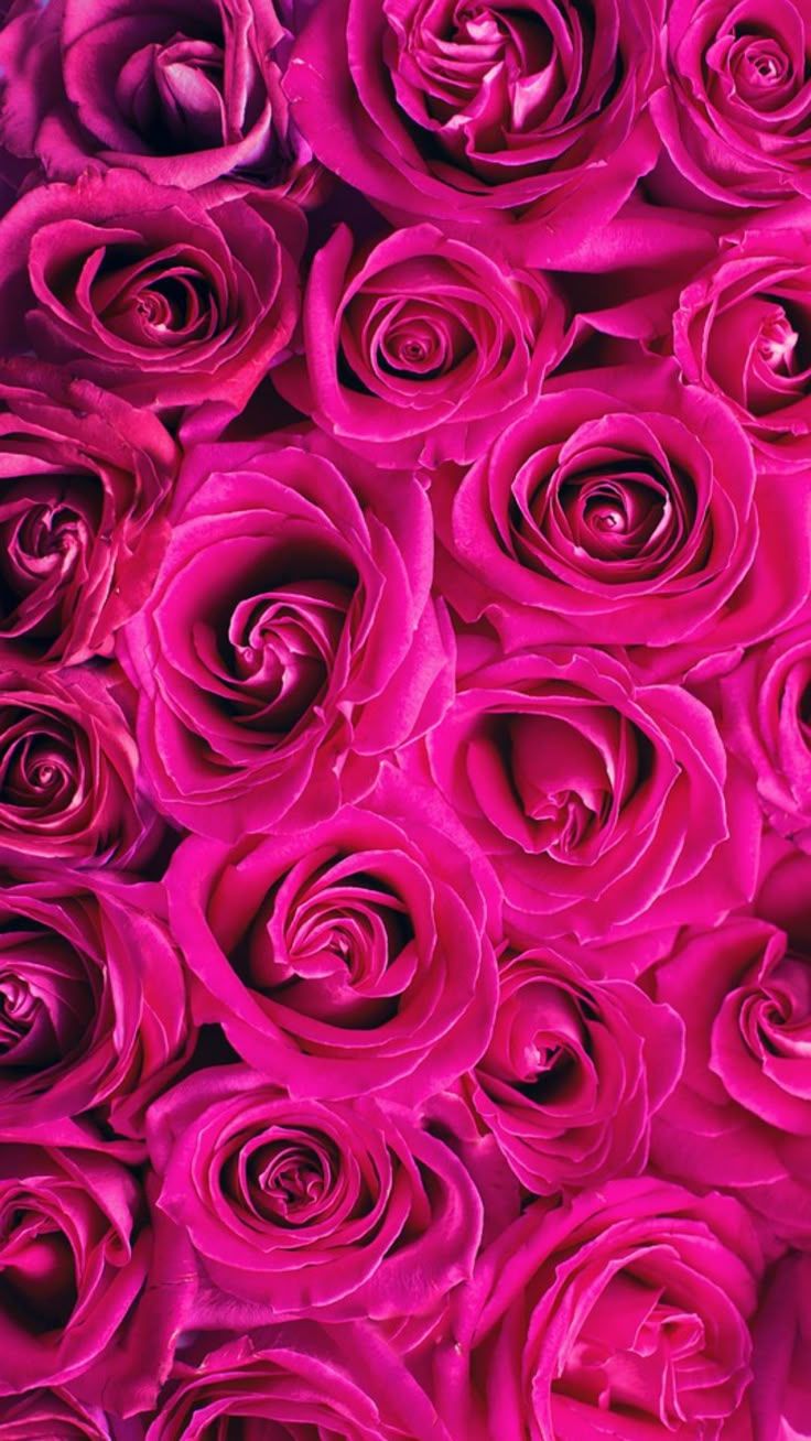 736x1308 Hot Pink Roses Background Display. Neon pink rose, Fuschia pink aesthetic, Hot pink rolled roses