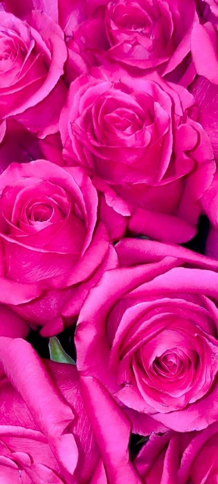 736x1635 Beautiful Close Up View Of Pink Roses. Hot Pink Flower Wallpaper, Red And Pink Roses
