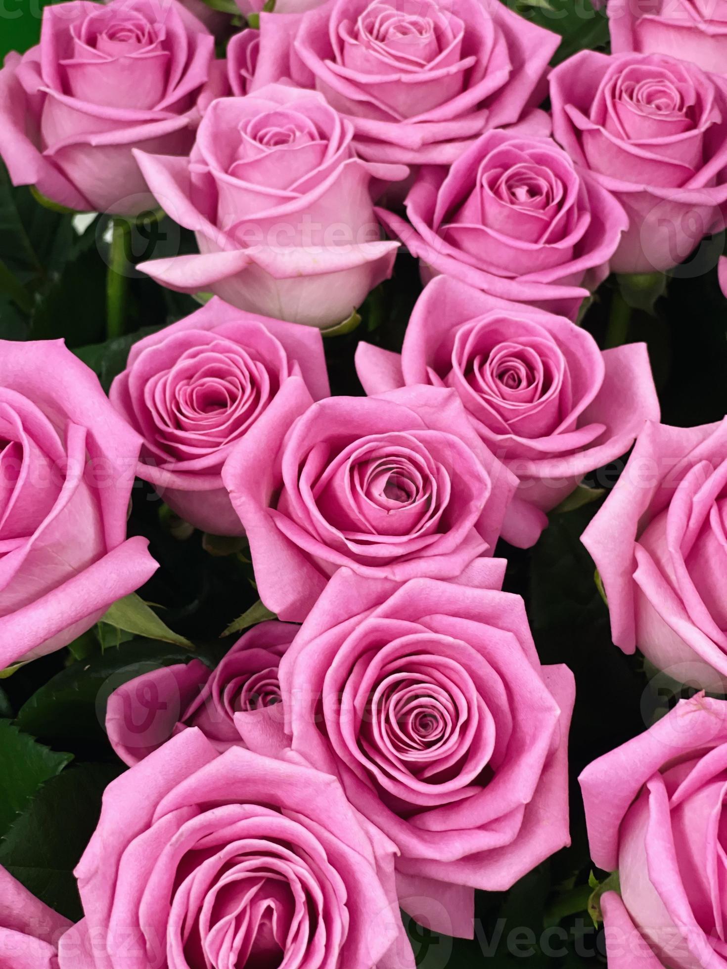 1470x1960 Close up beautiful bunch of hot pink roses. Beautiful natural background of pink roses. Bright fresh flowers. Rosa chinensis Jacq