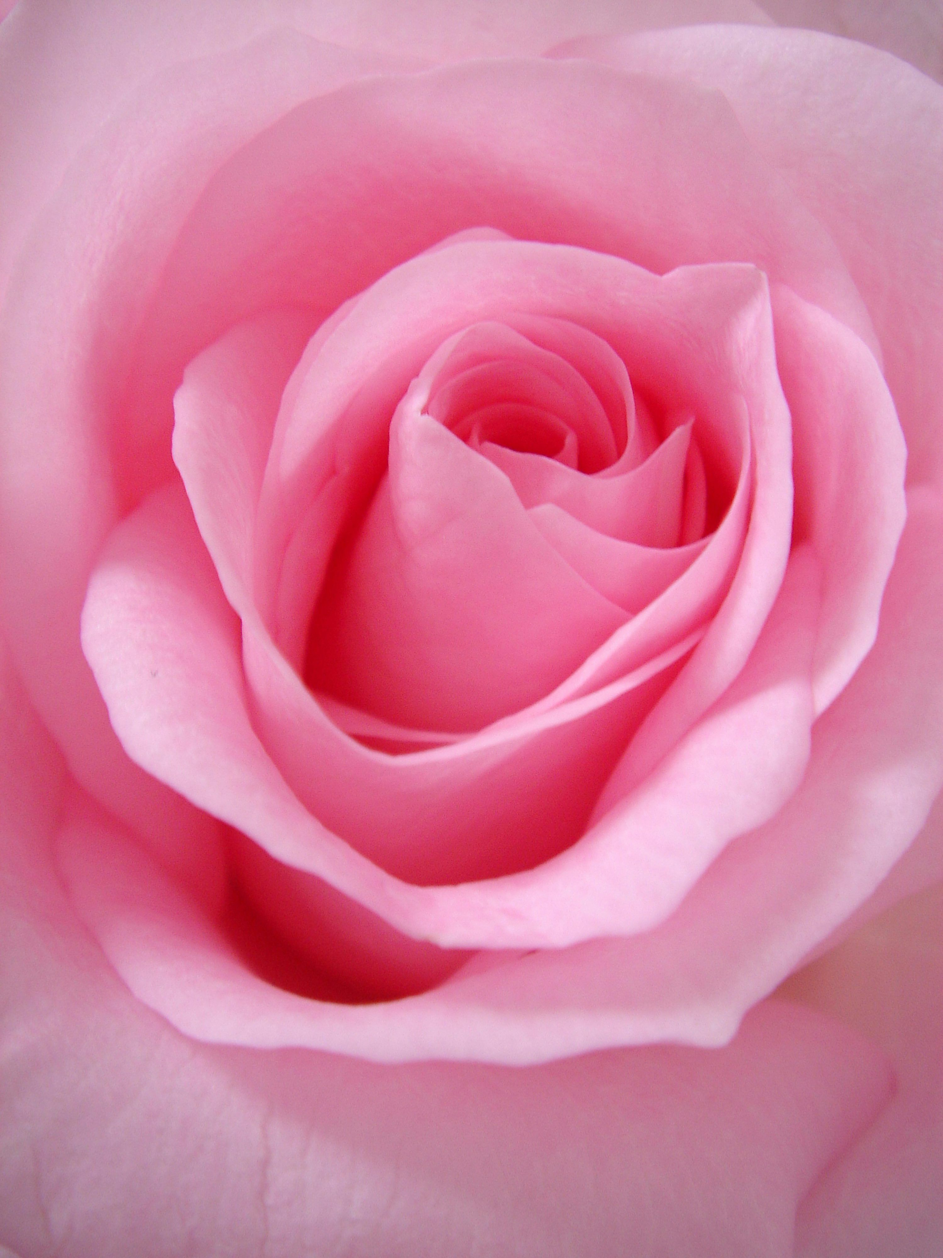 3000x4000 Pink Rose Picture [HD]. Download Free Image