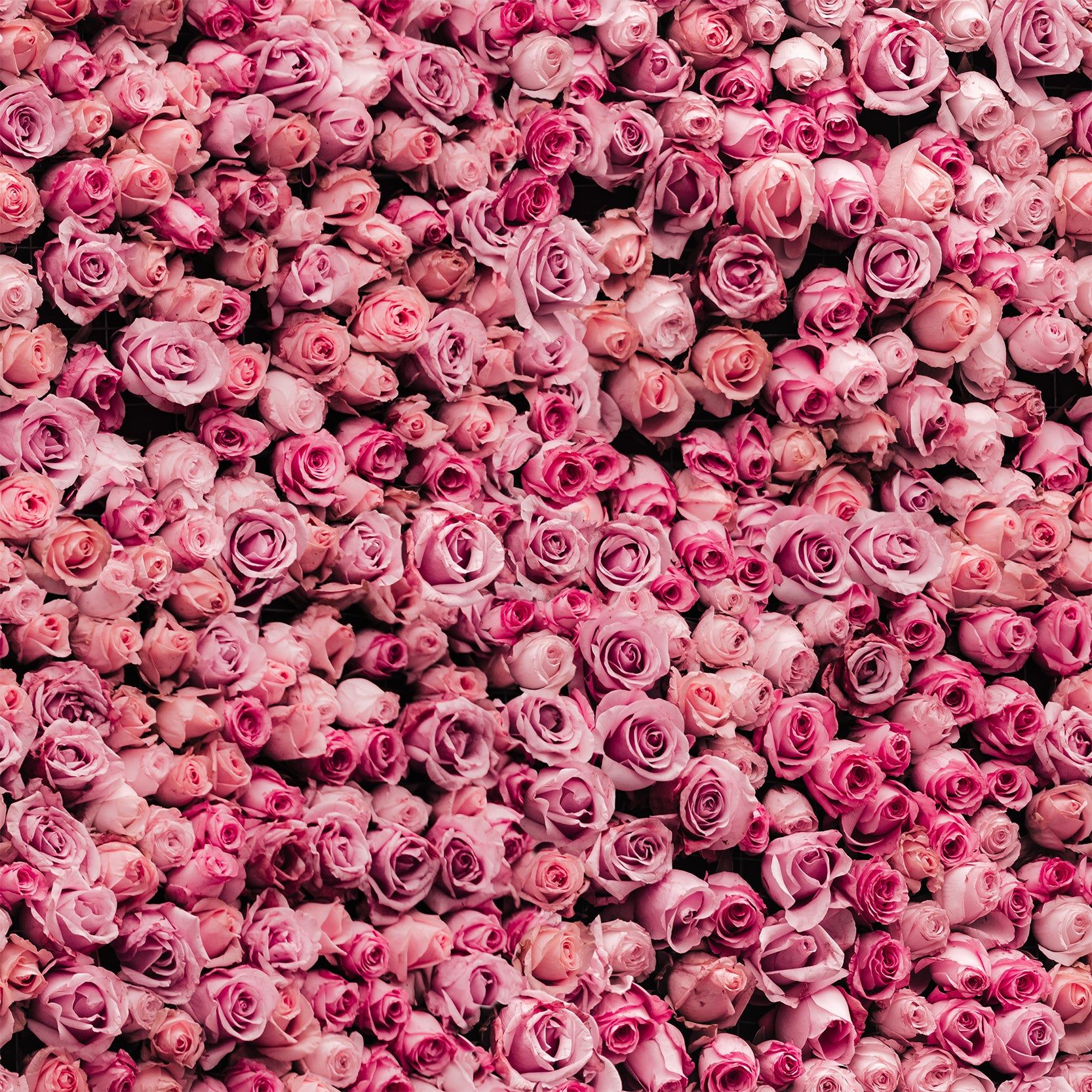 1666x1666 Juliet Pink Rose Flower Wall Wallpaper Mural