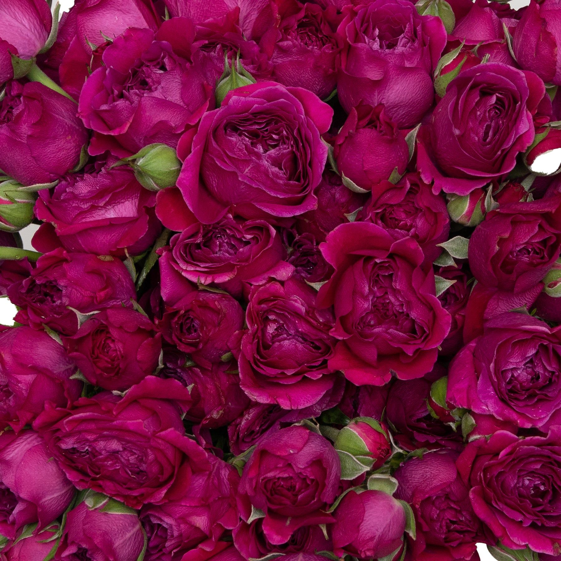 1800x1800 spray rose hot pink 60 stems