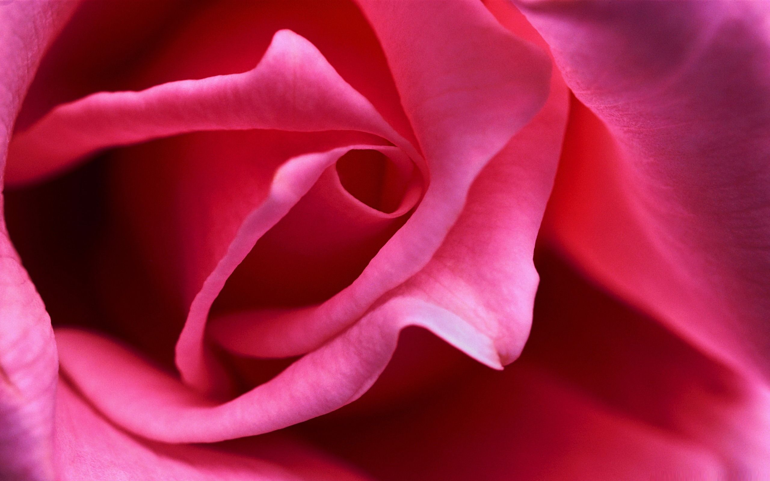 2560x1600 Hot Pink Rose Close Up Amazing Flowers Photography Photo Wallpaper