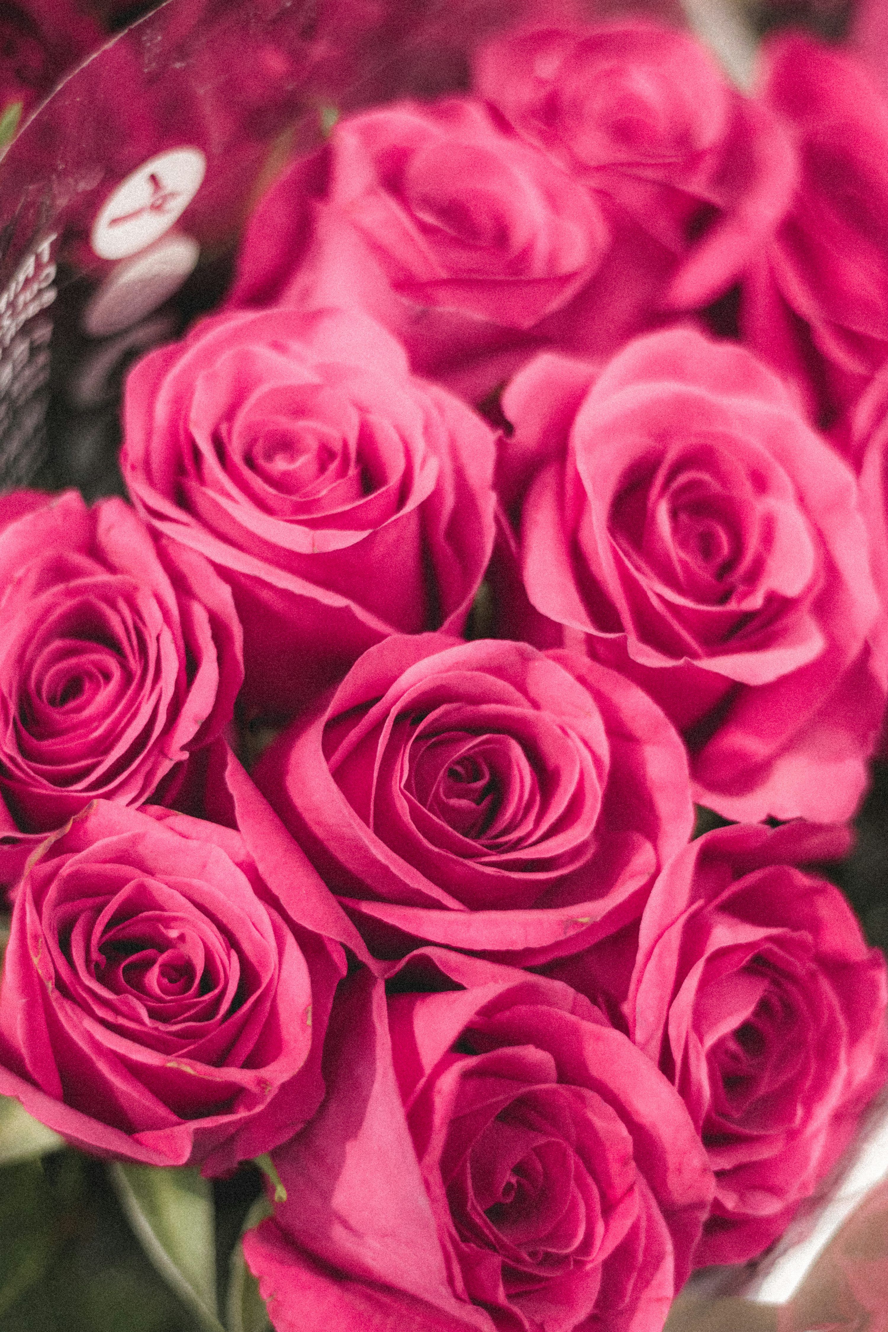 3000x4500 Pink roses in close up photography photo