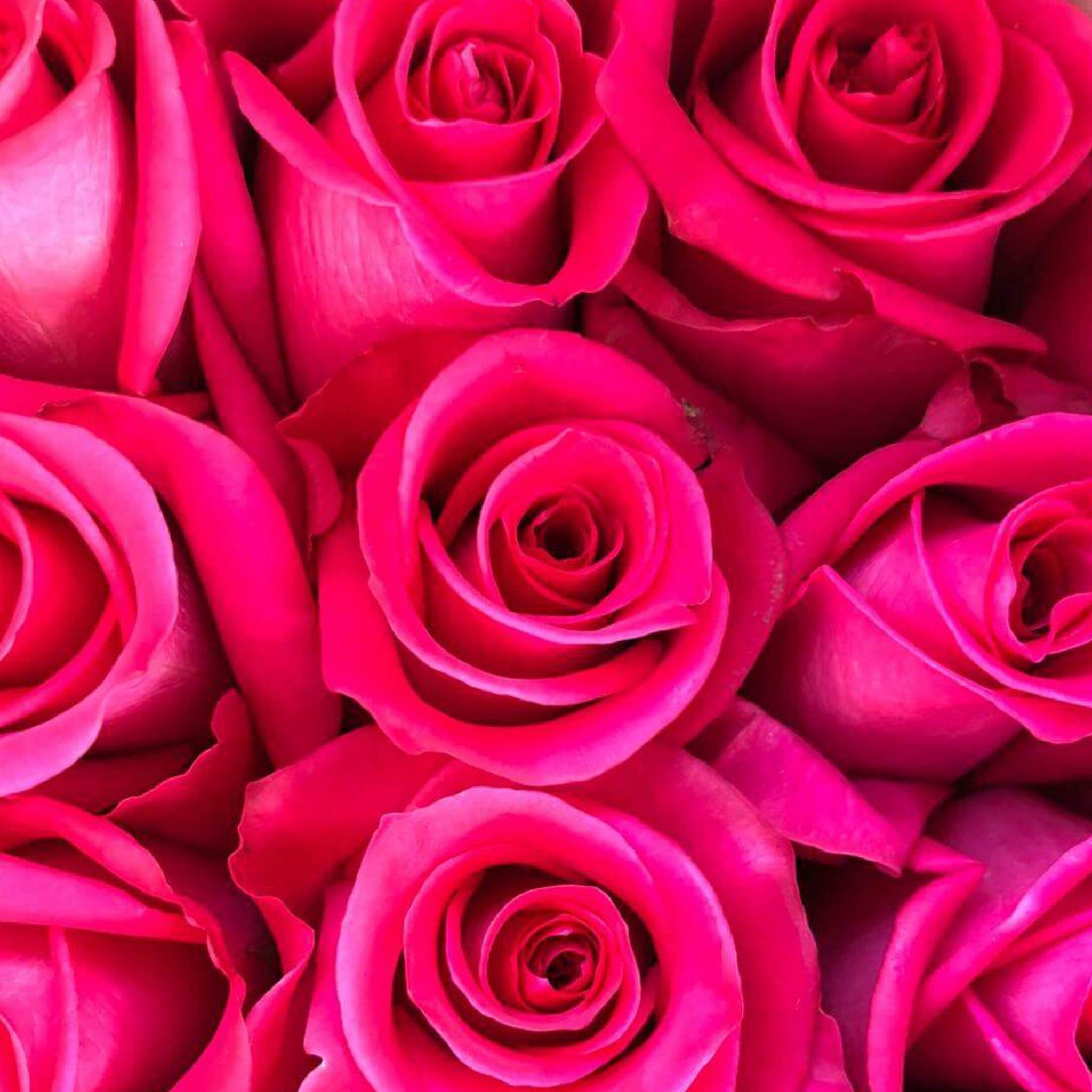 2048x2048 Hot Pink Magenta Long Stem Roses
