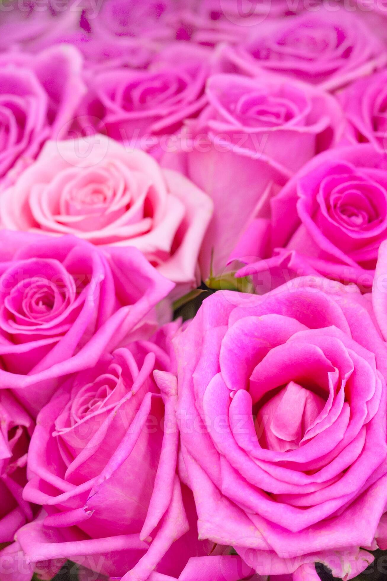 1307x1960 View of a gently pink roses as background
